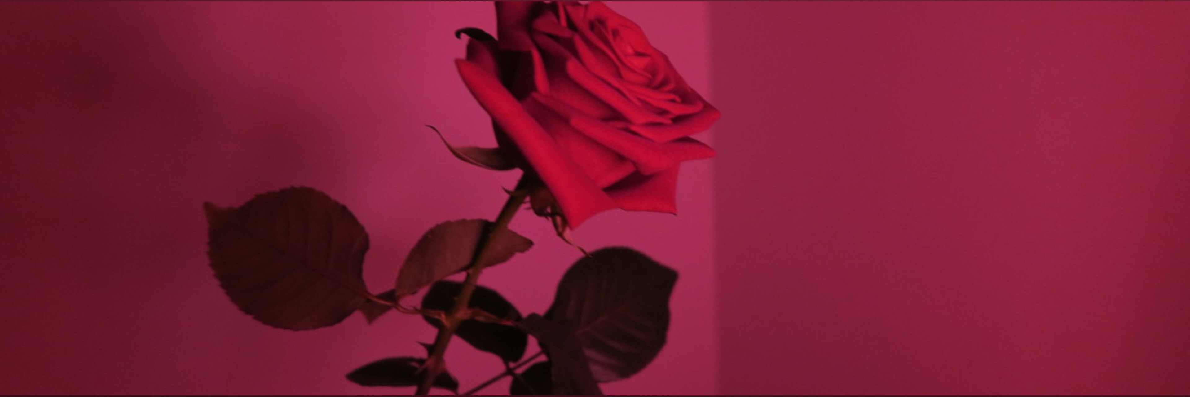 Rose 🌹 OnlyFans header