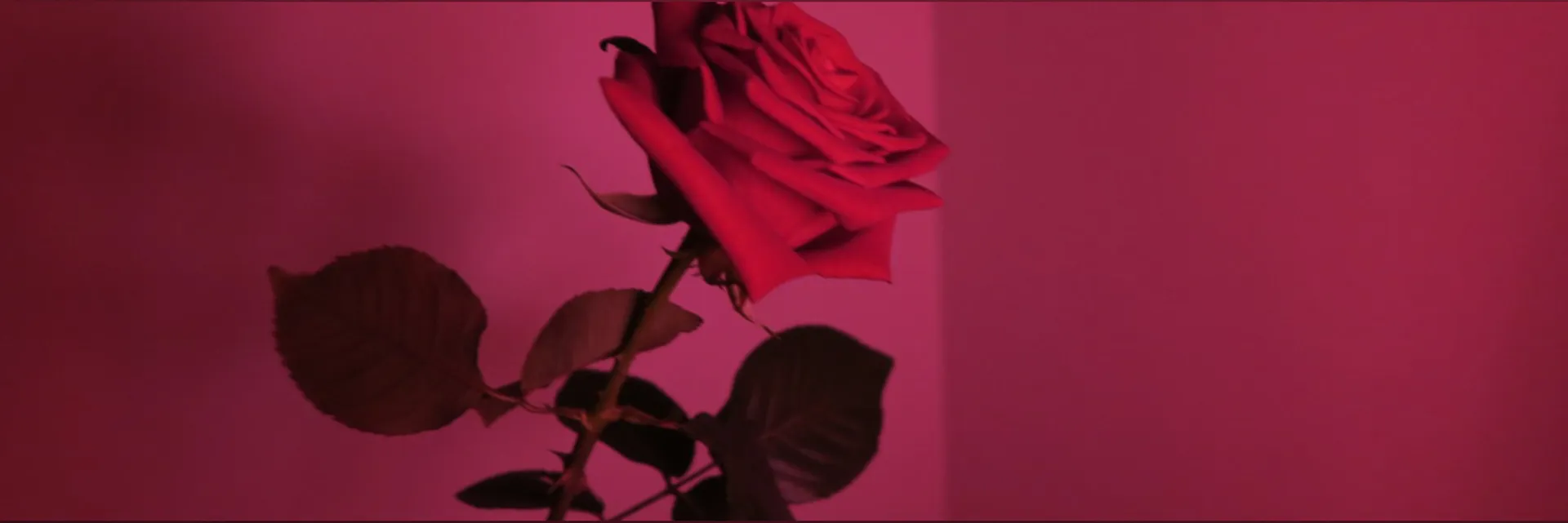 Rose 🌹 OnlyFans header