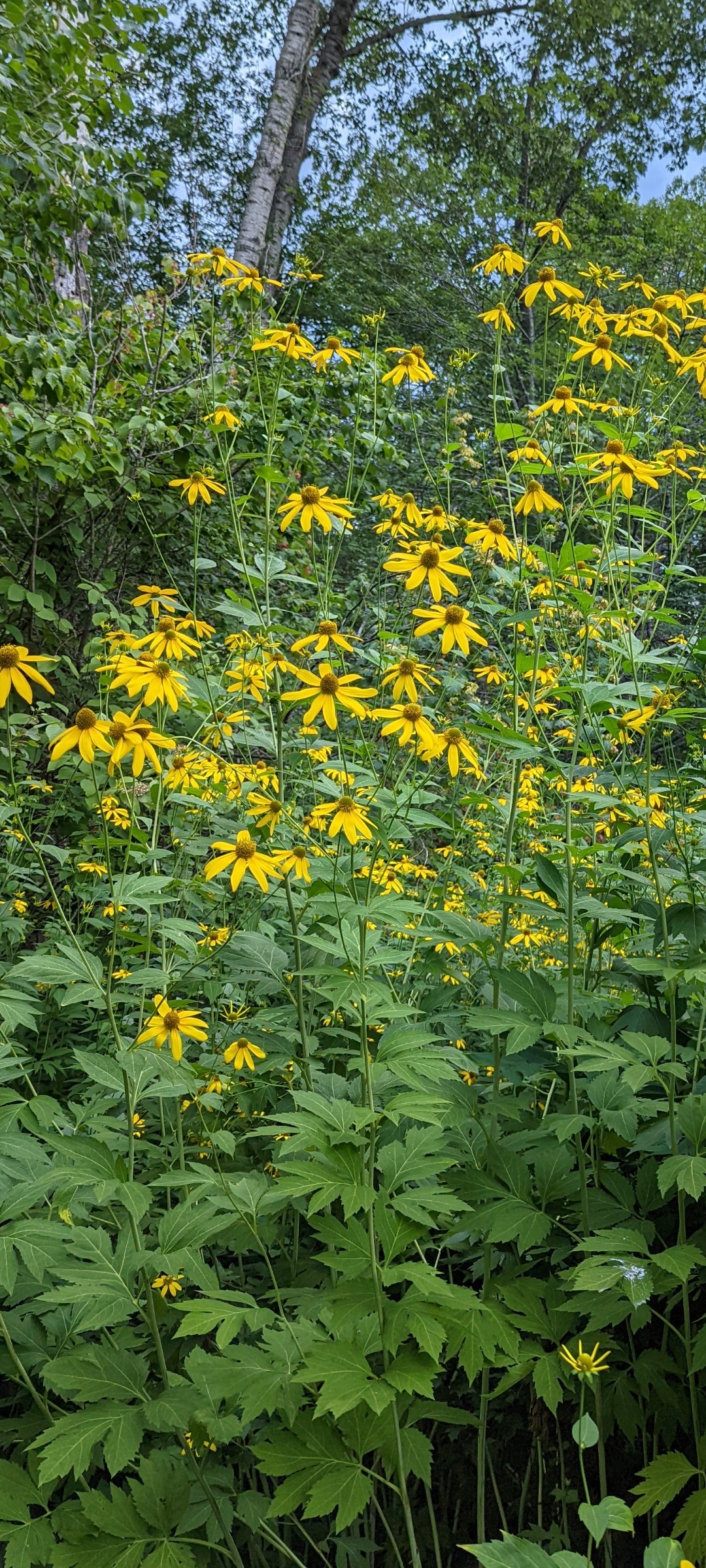 Forestdweller OnlyFans header