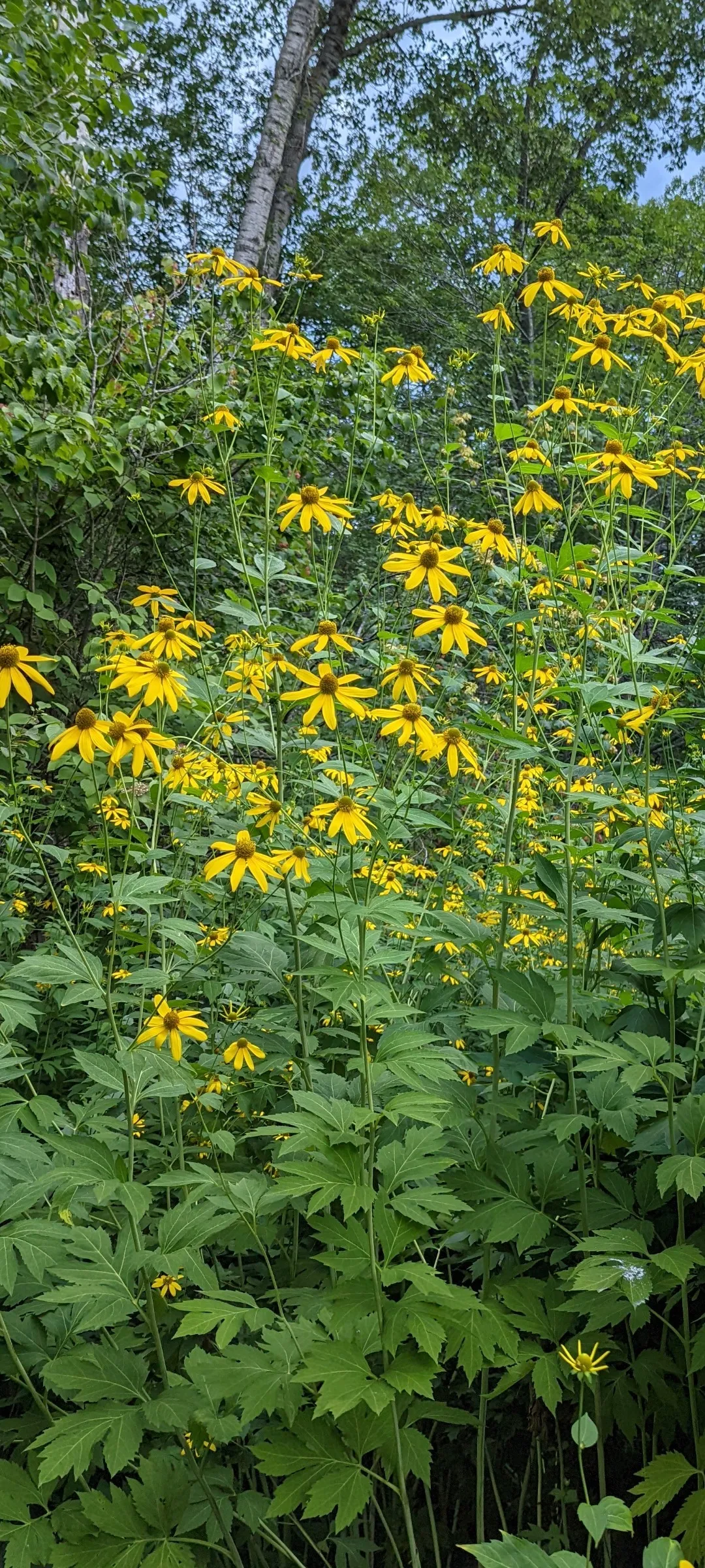 Forestdweller OnlyFans header