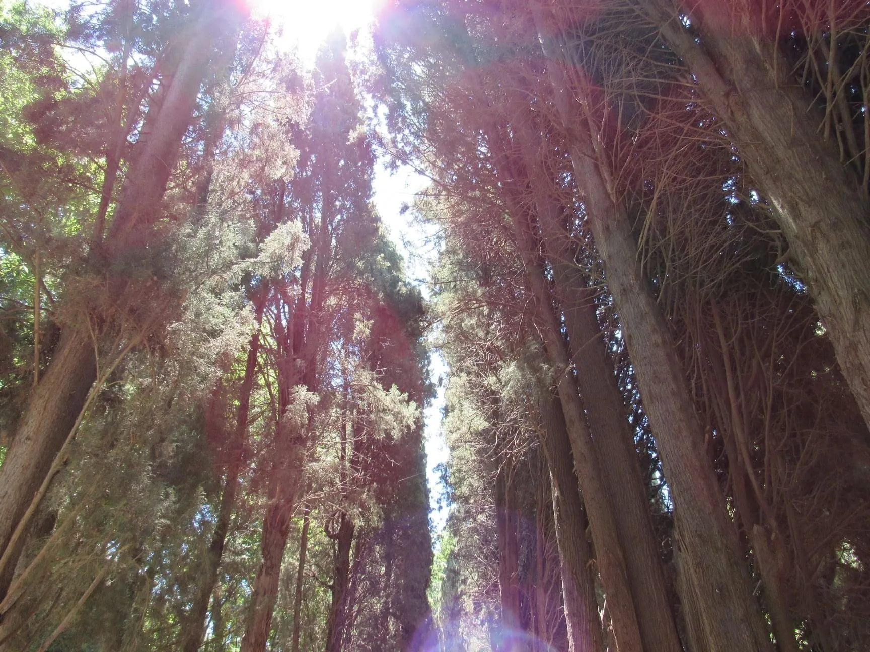 Nicholas OnlyFans header