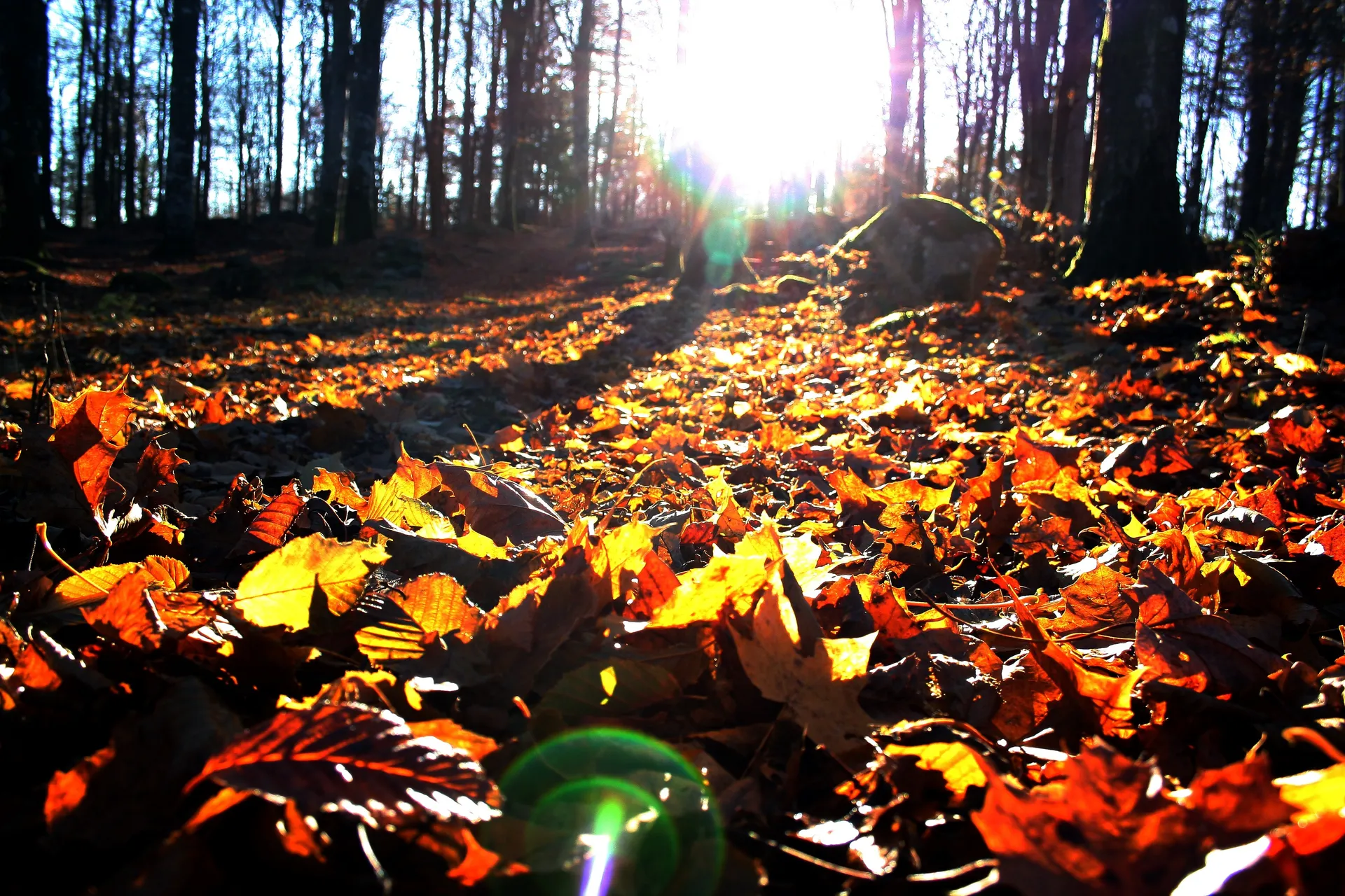 ForestLady OnlyFans header