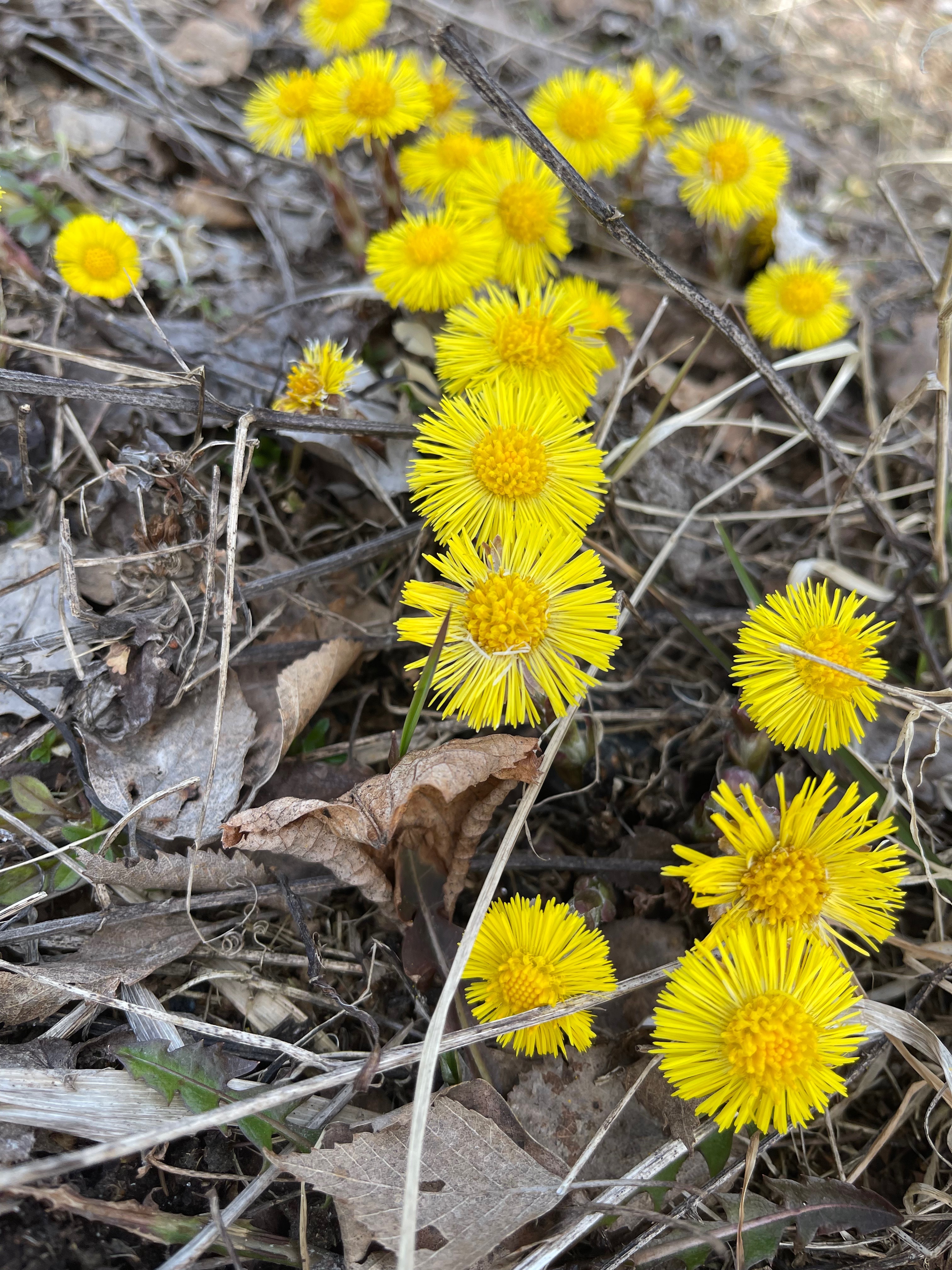 SuboftheWoods OnlyFans header