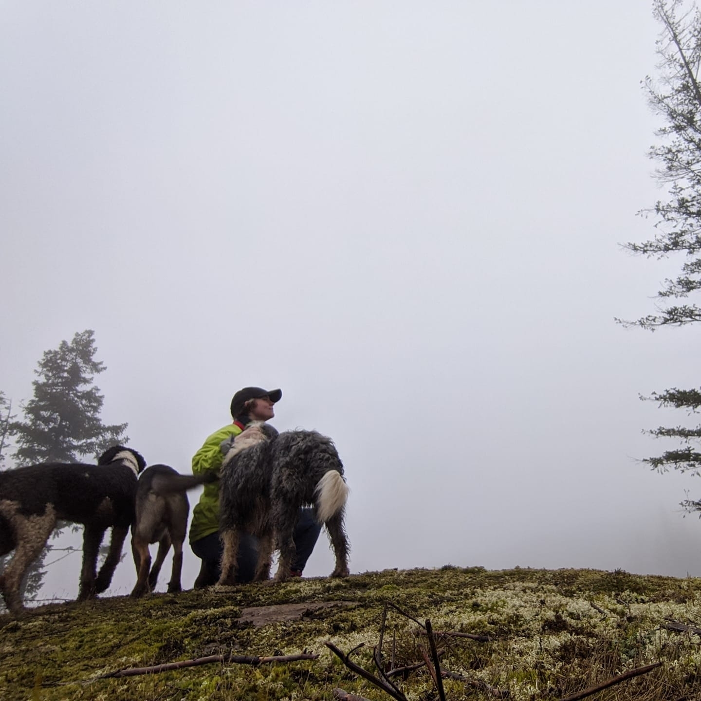 Goat cupcakes. OnlyFans header