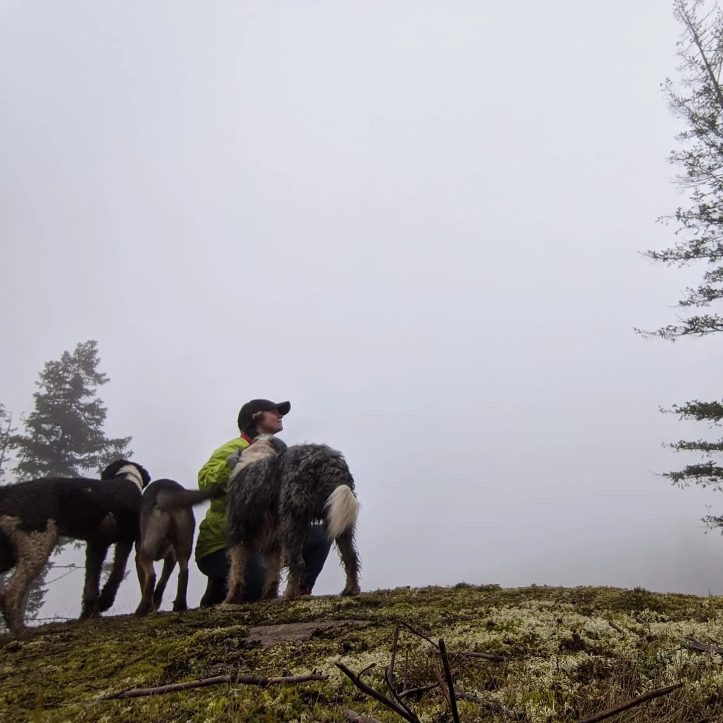 Goat cupcakes. OnlyFans header