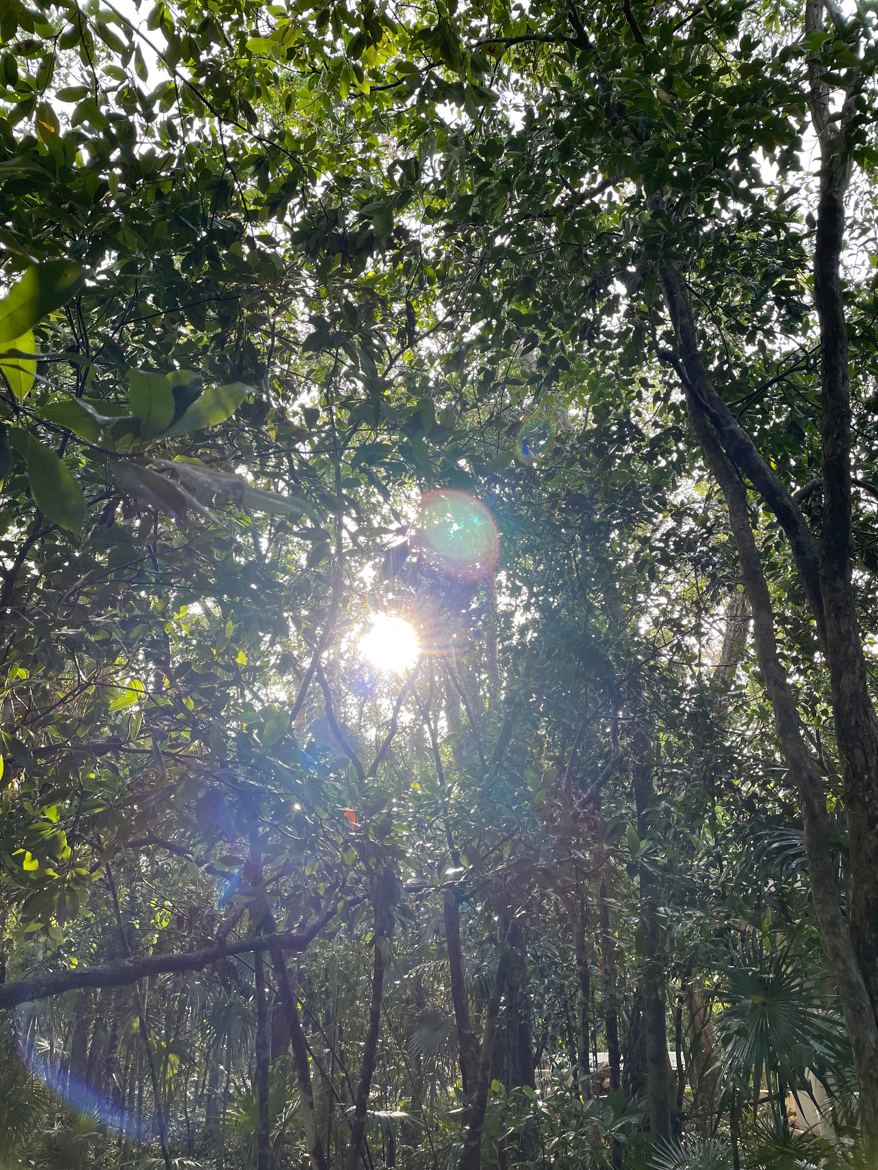 ✨ The Forest Nymph ✨ OnlyFans header