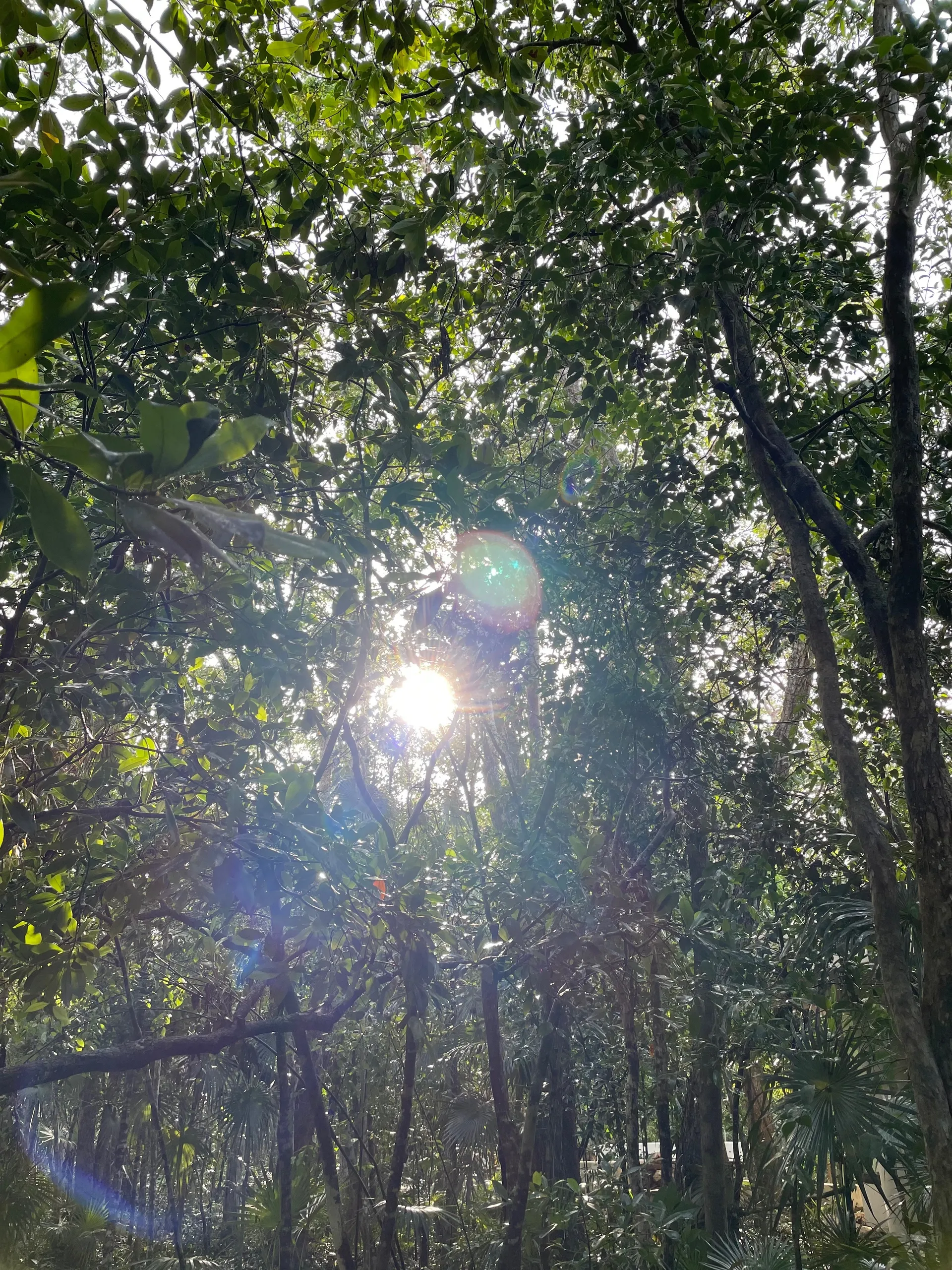 ✨ The Forest Nymph ✨ OnlyFans header