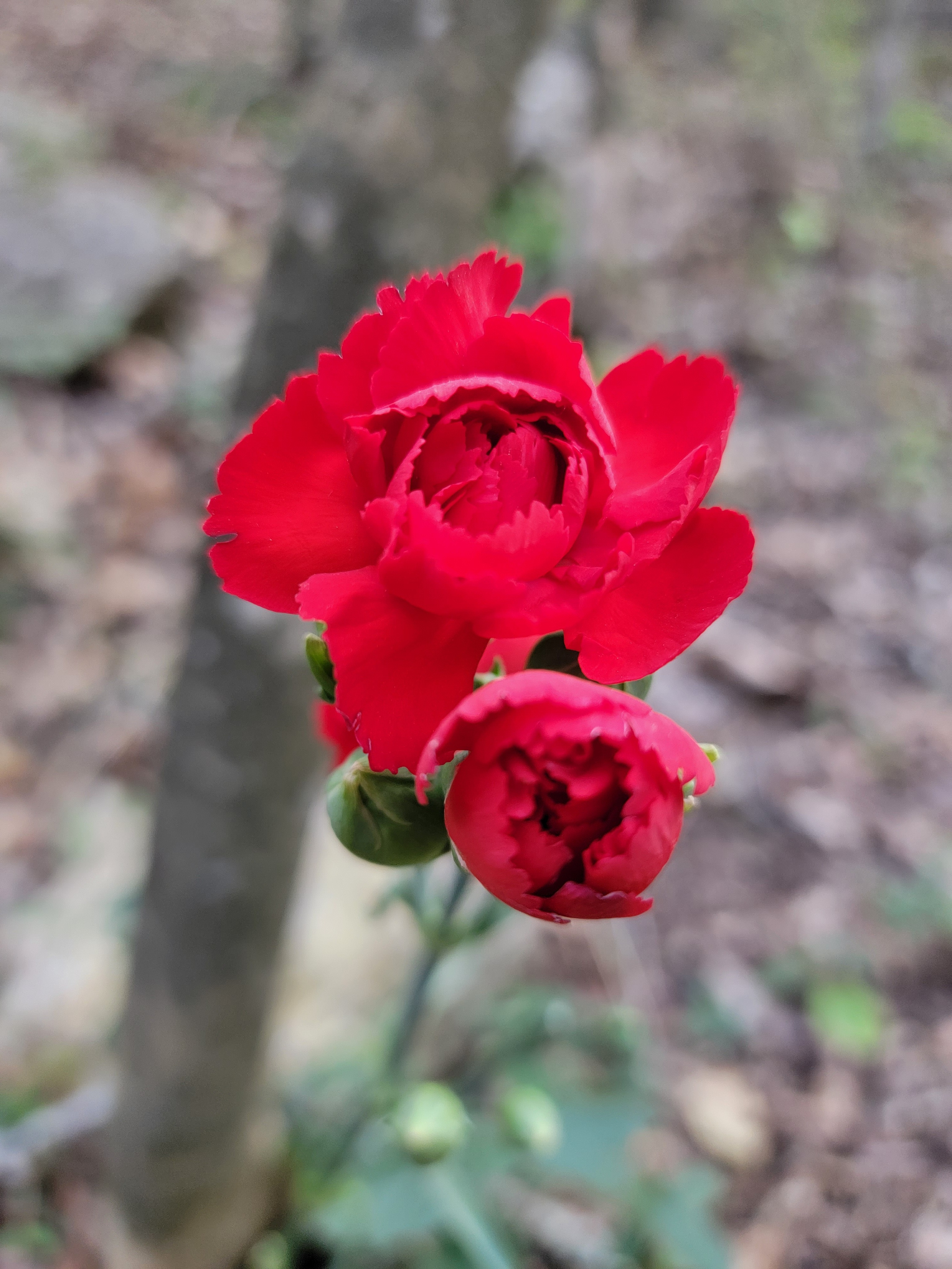 Sotsona OnlyFans header