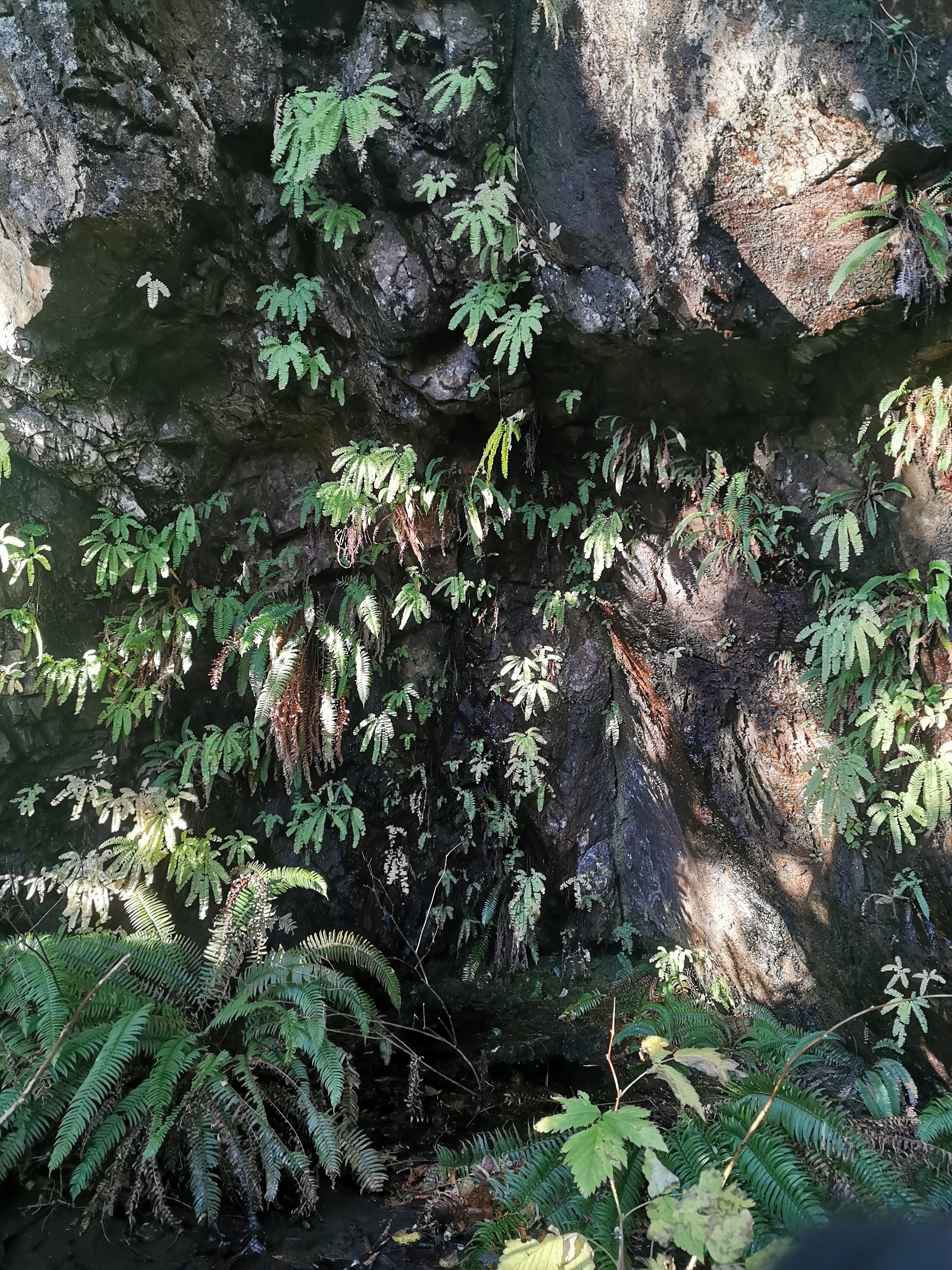 Forrest Goddess🌲💚 OnlyFans header