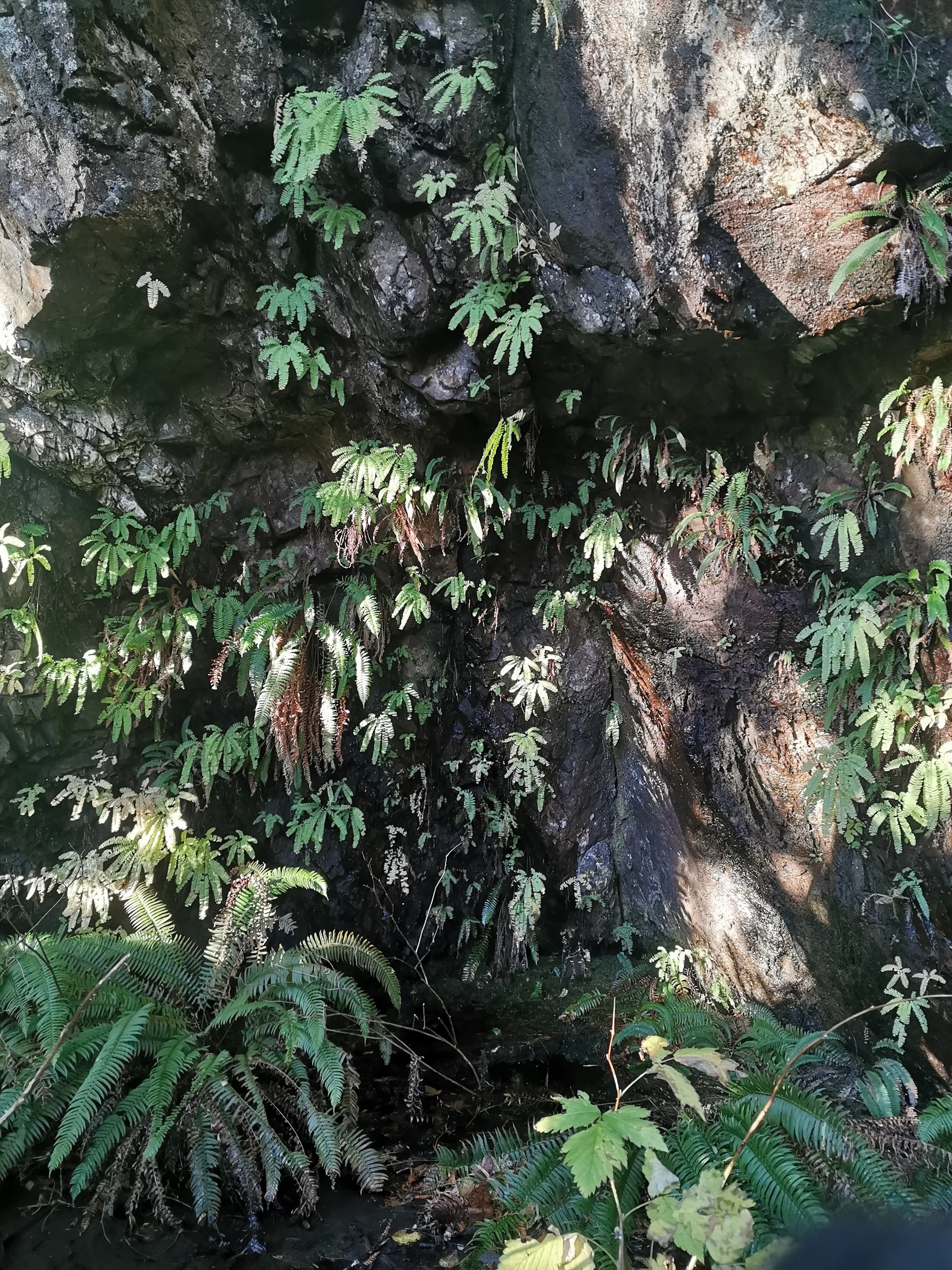 Forrest Goddess🌲💚 OnlyFans header