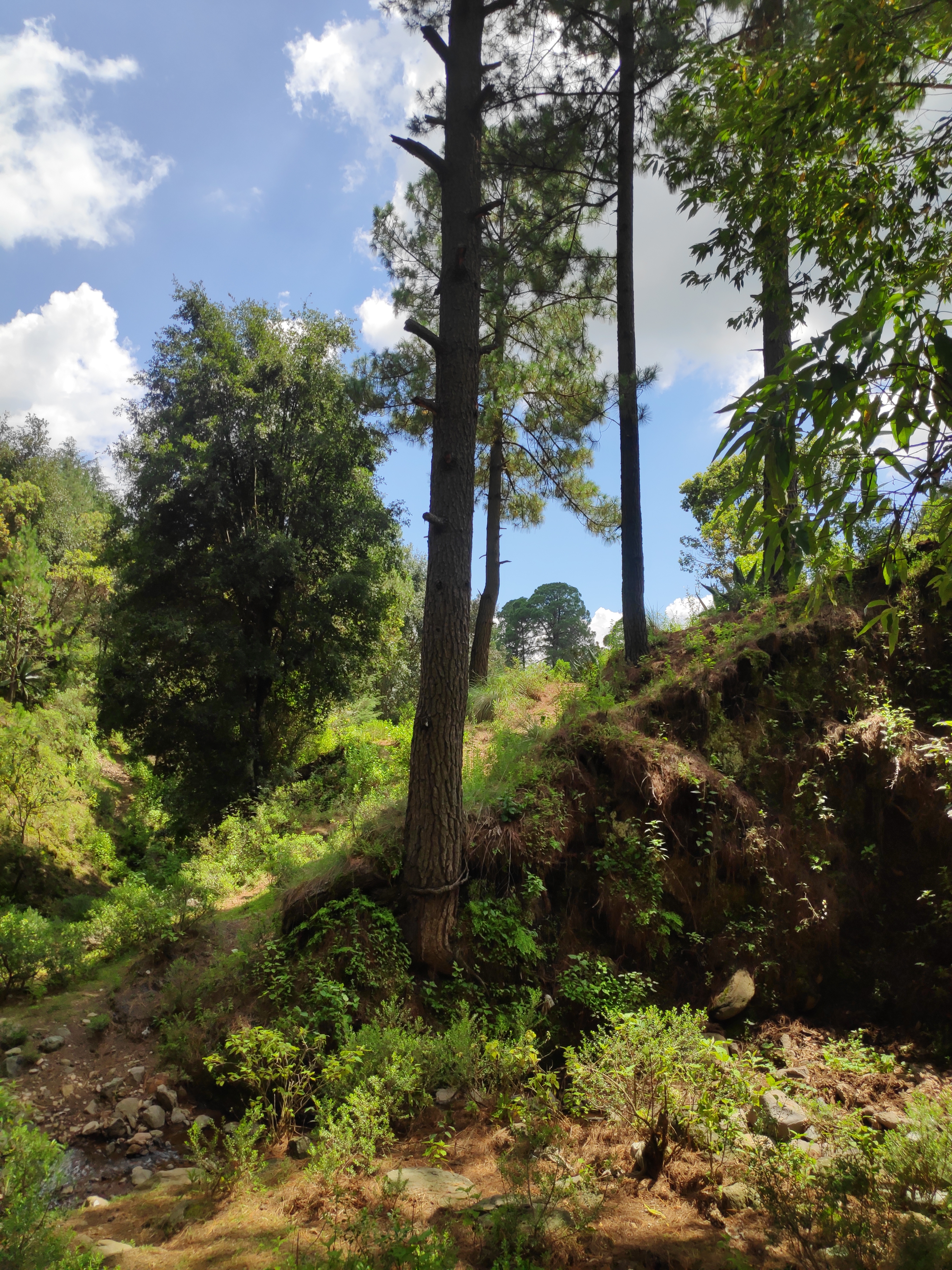 Forzcrane Free OnlyFans header