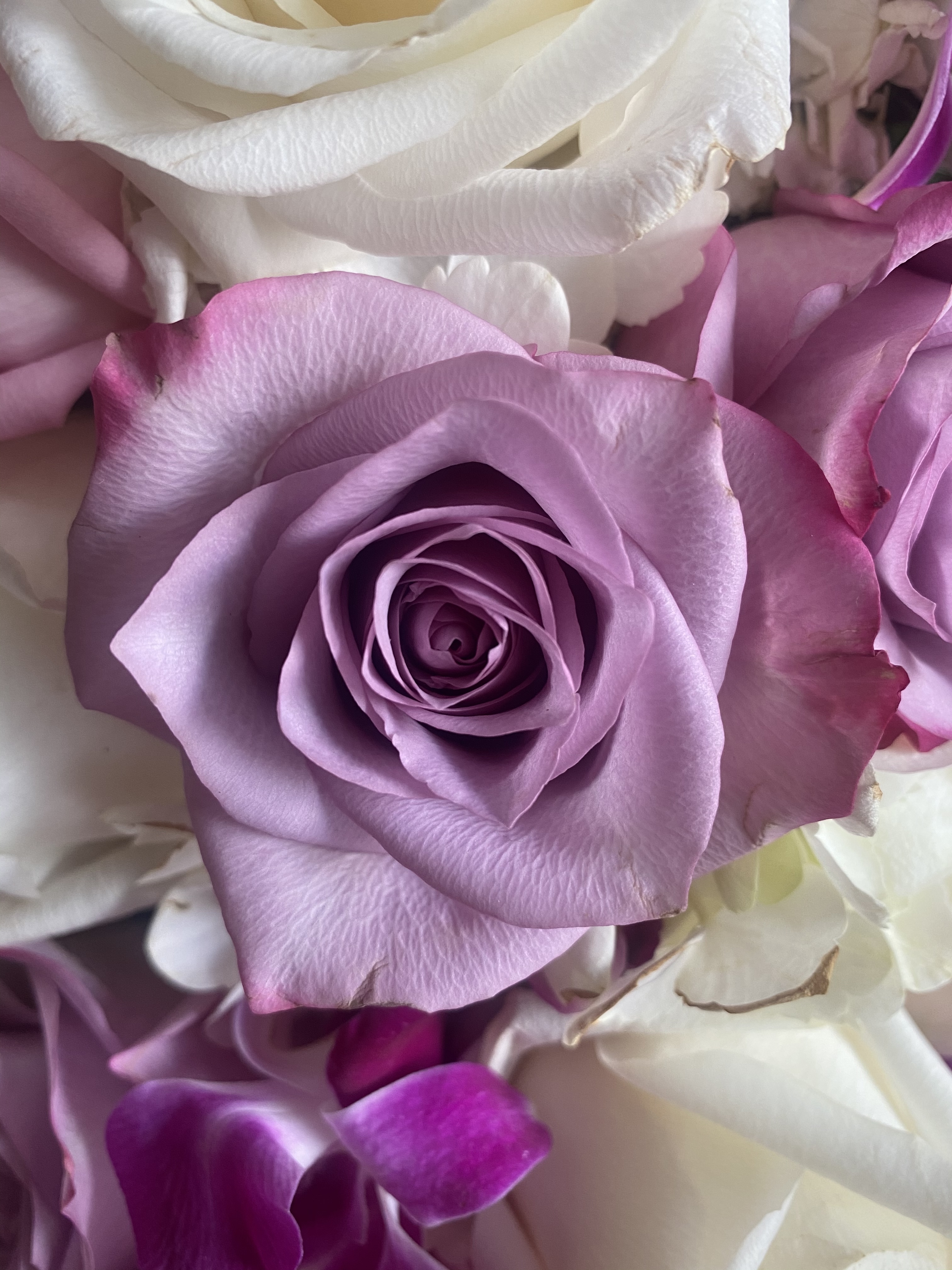 Ashley OnlyFans header