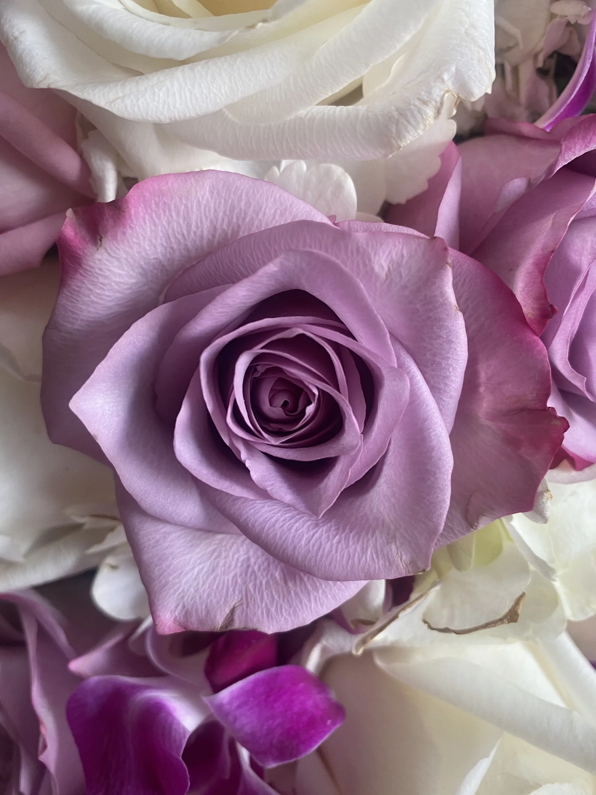 Ashley OnlyFans header