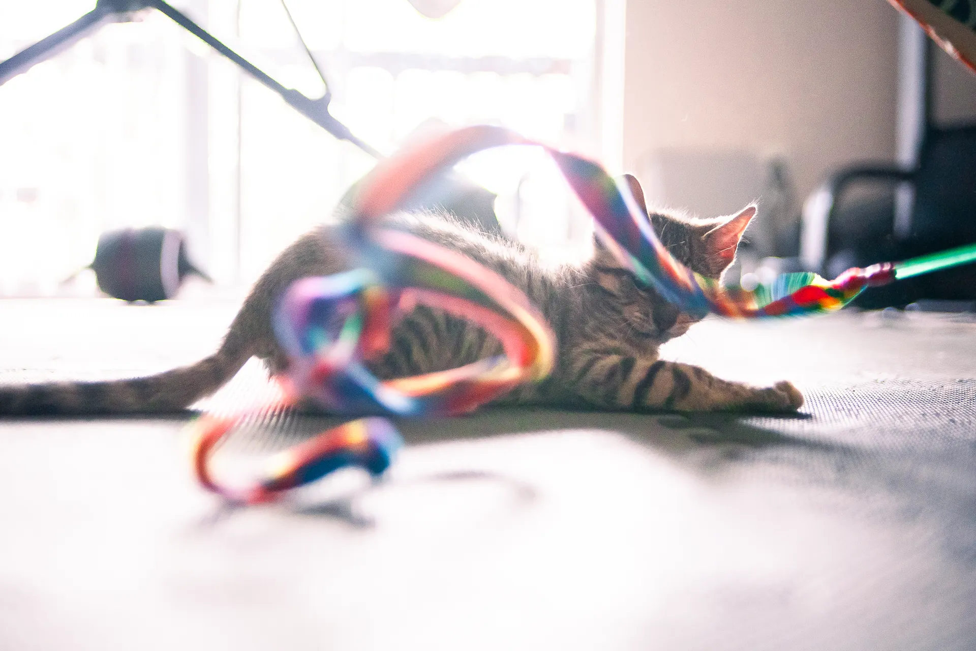 Foster Kitten Dad OnlyFans header