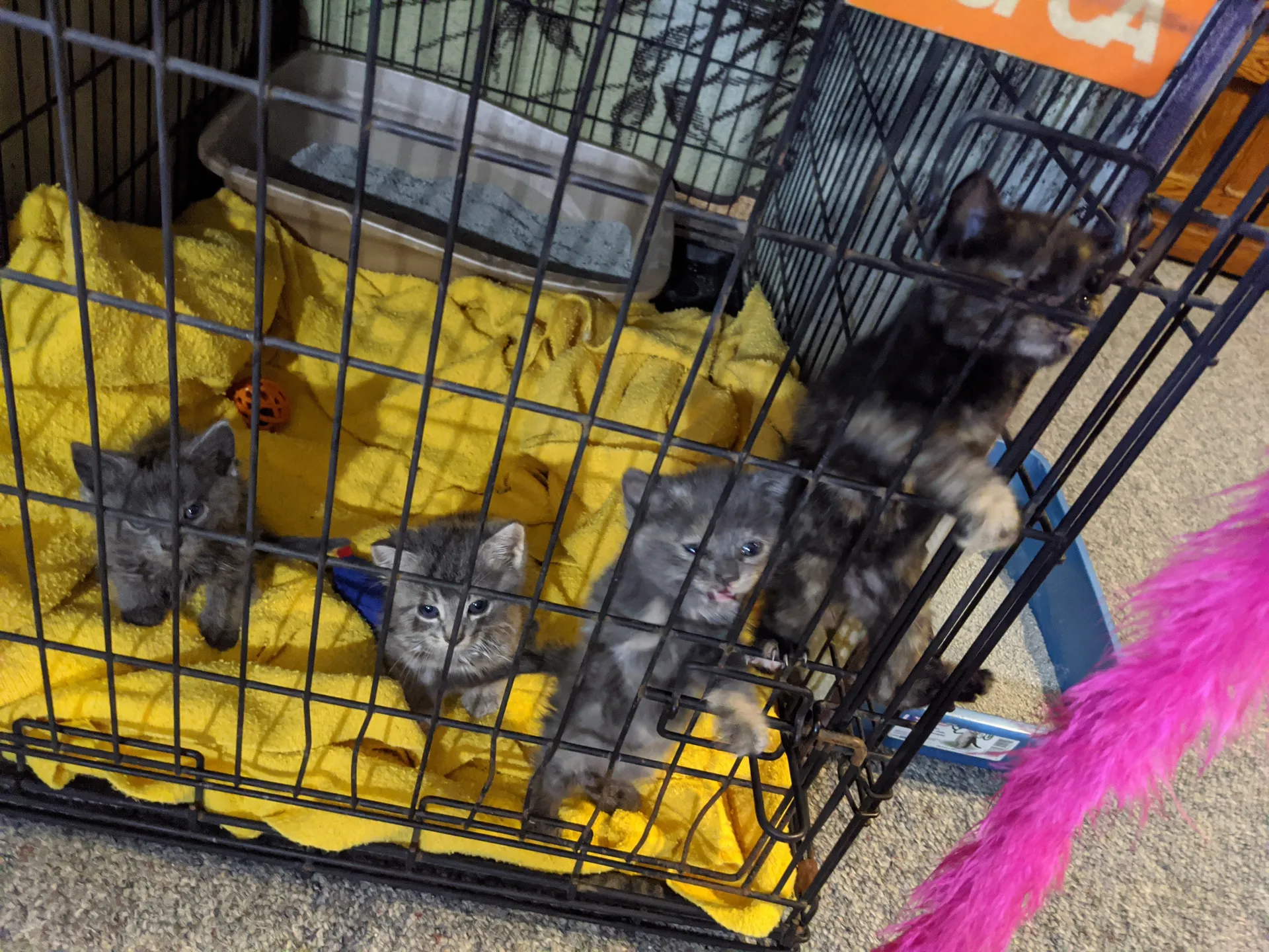 Earp Kittens OnlyFans header