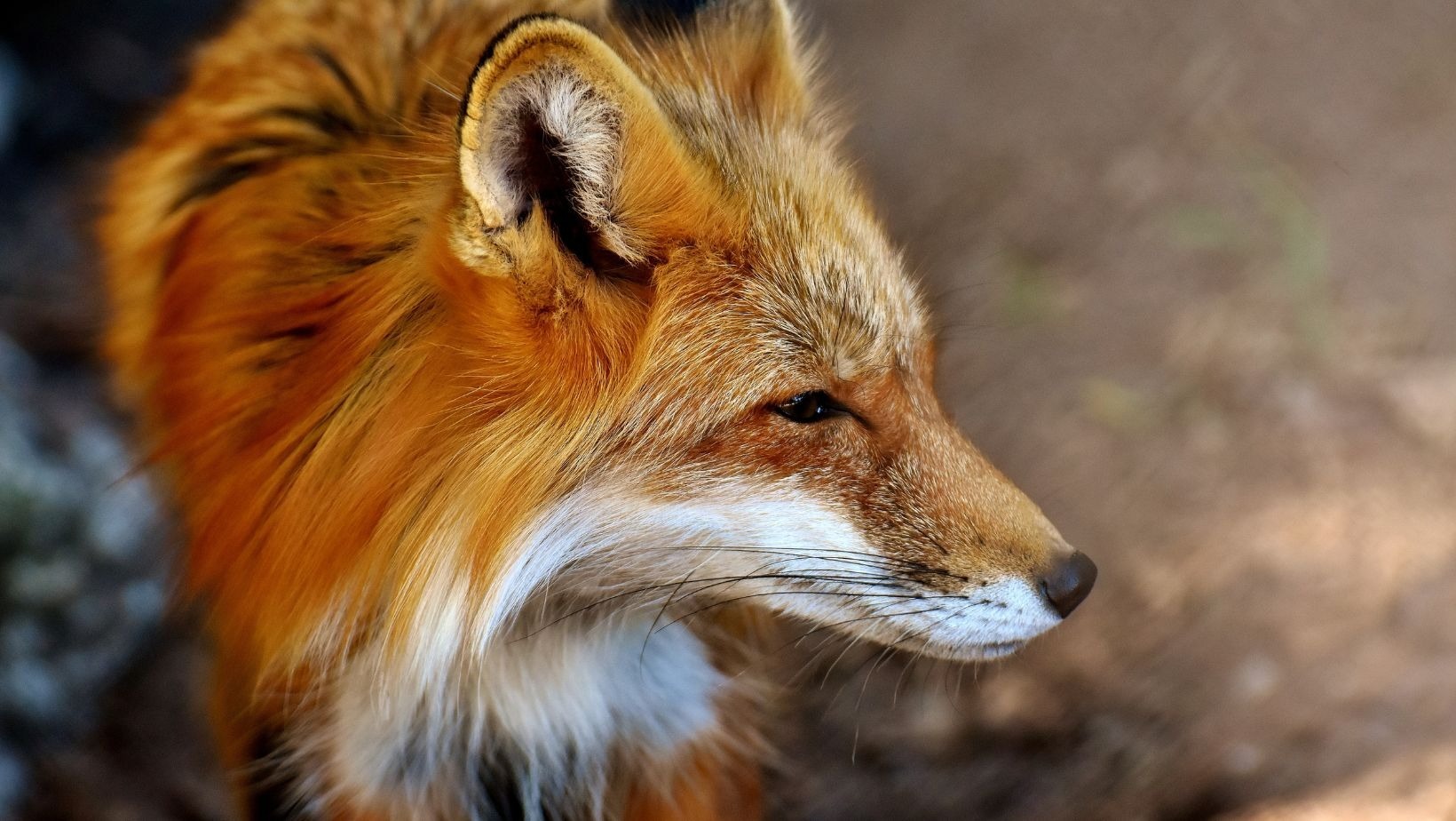 Fox girl OnlyFans header