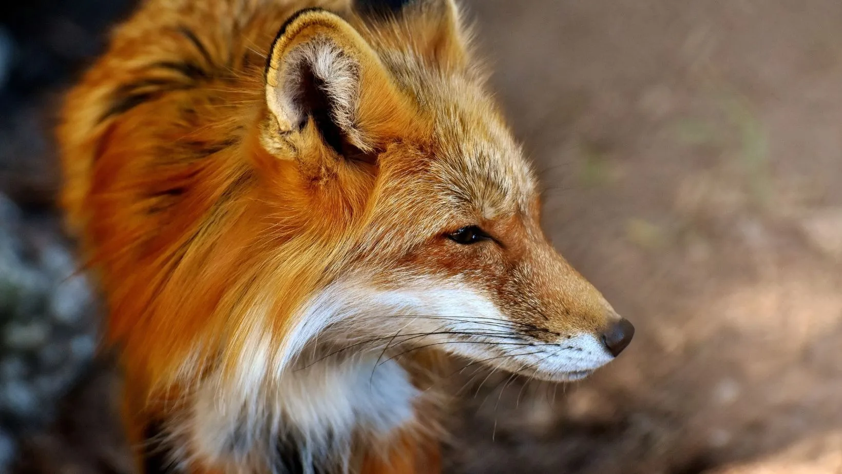 Fox girl OnlyFans header