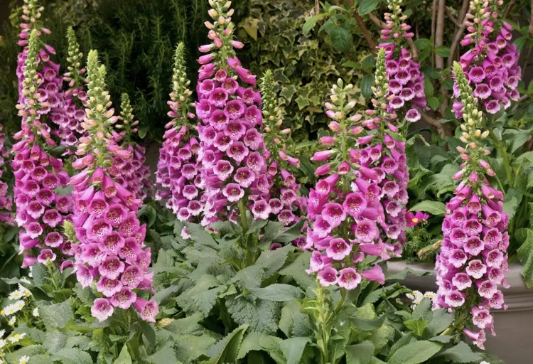 Fox Glove OnlyFans header