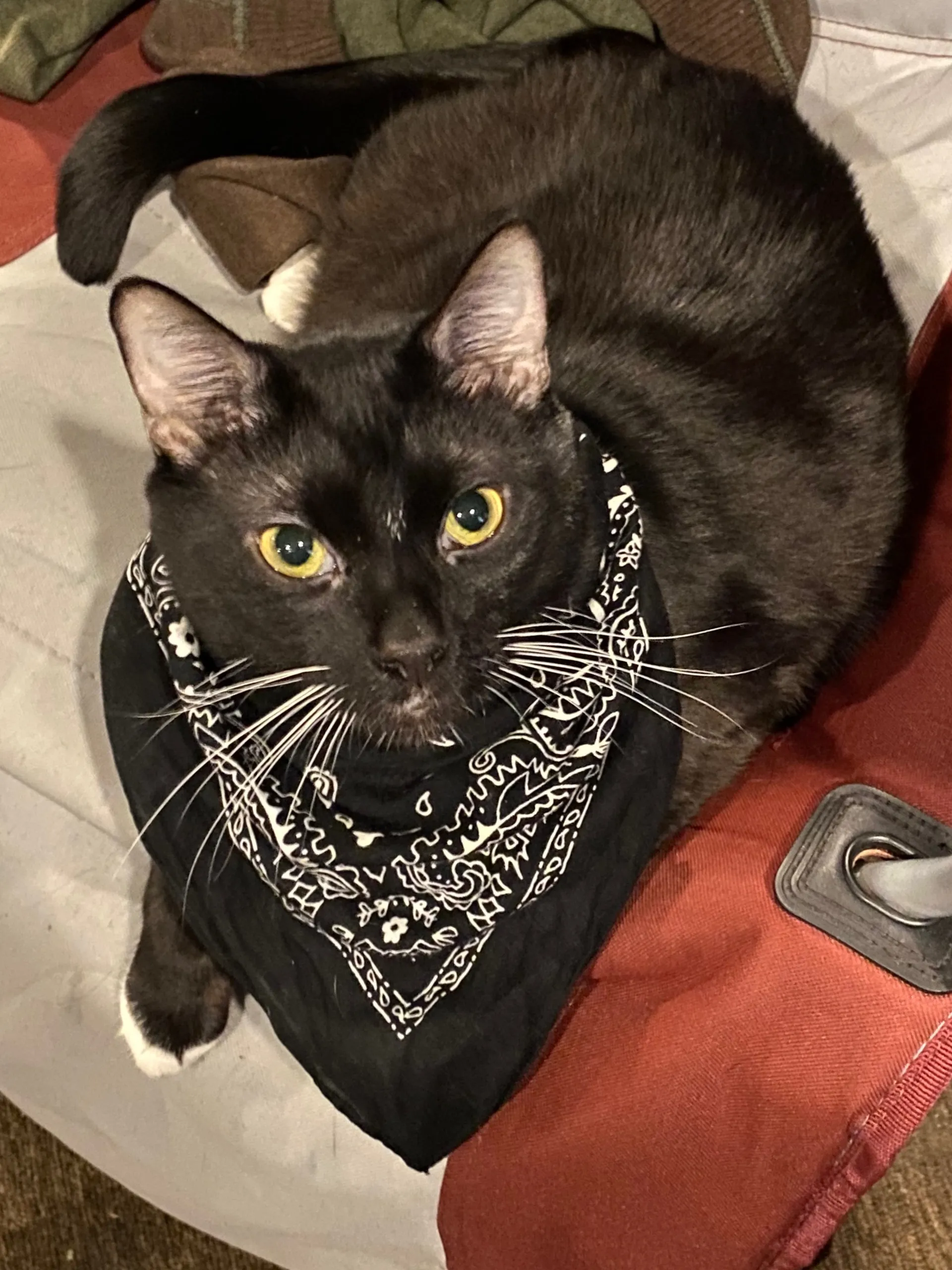 Fox Trader OnlyFans header