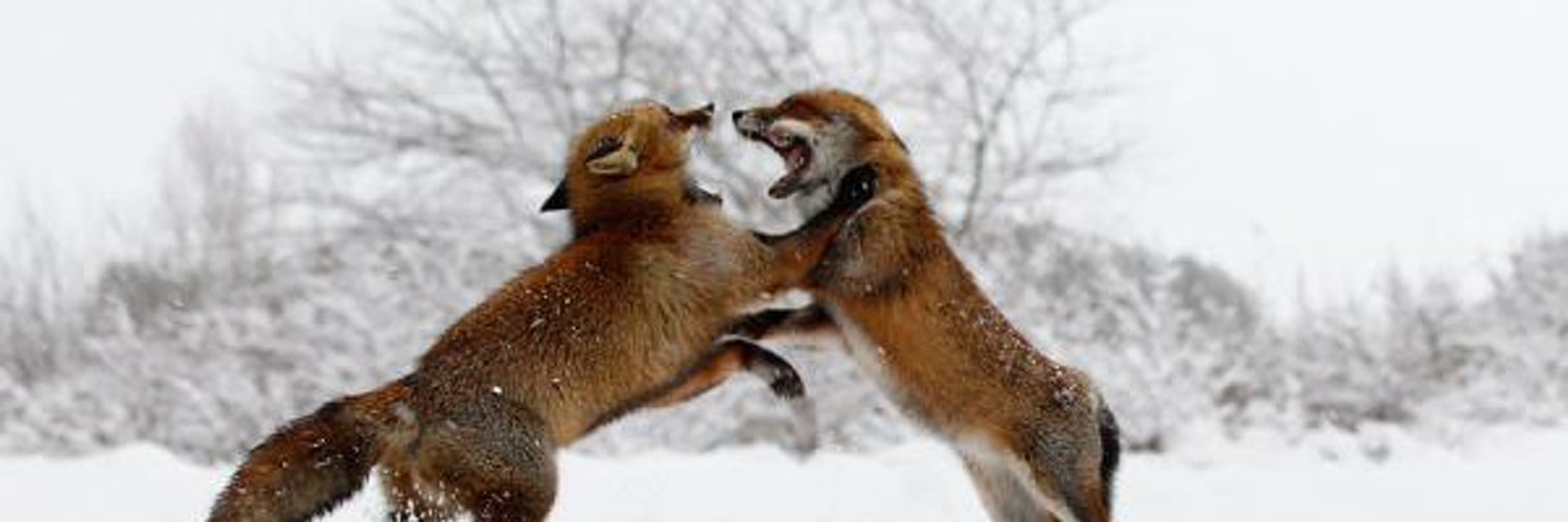 FoxBet OnlyFans header