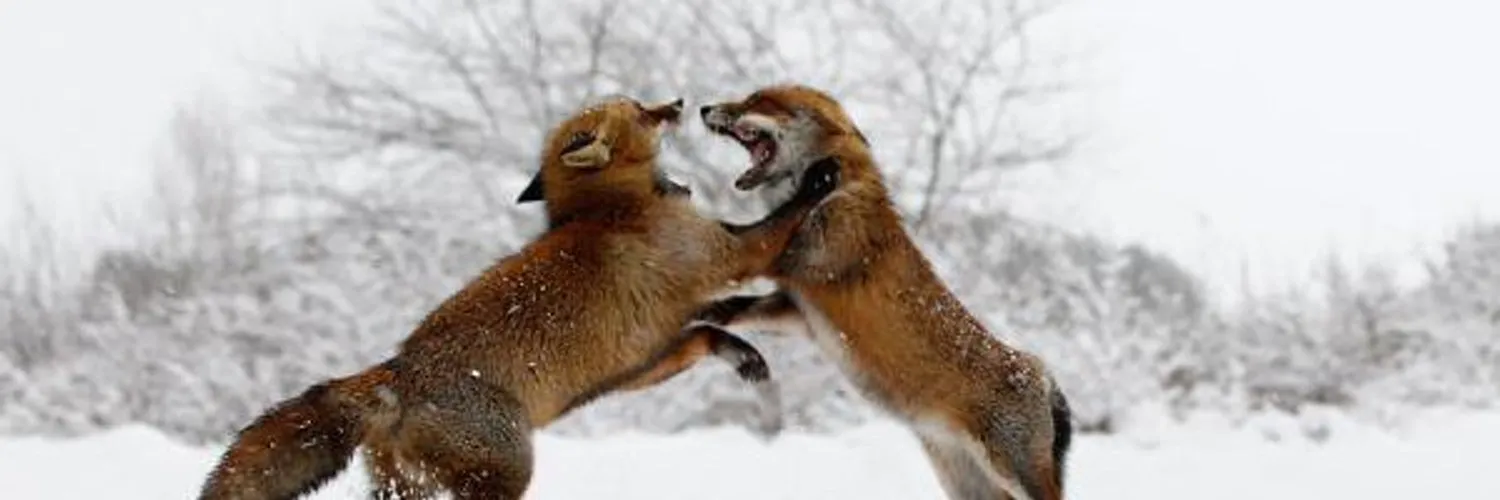 FoxBet OnlyFans header