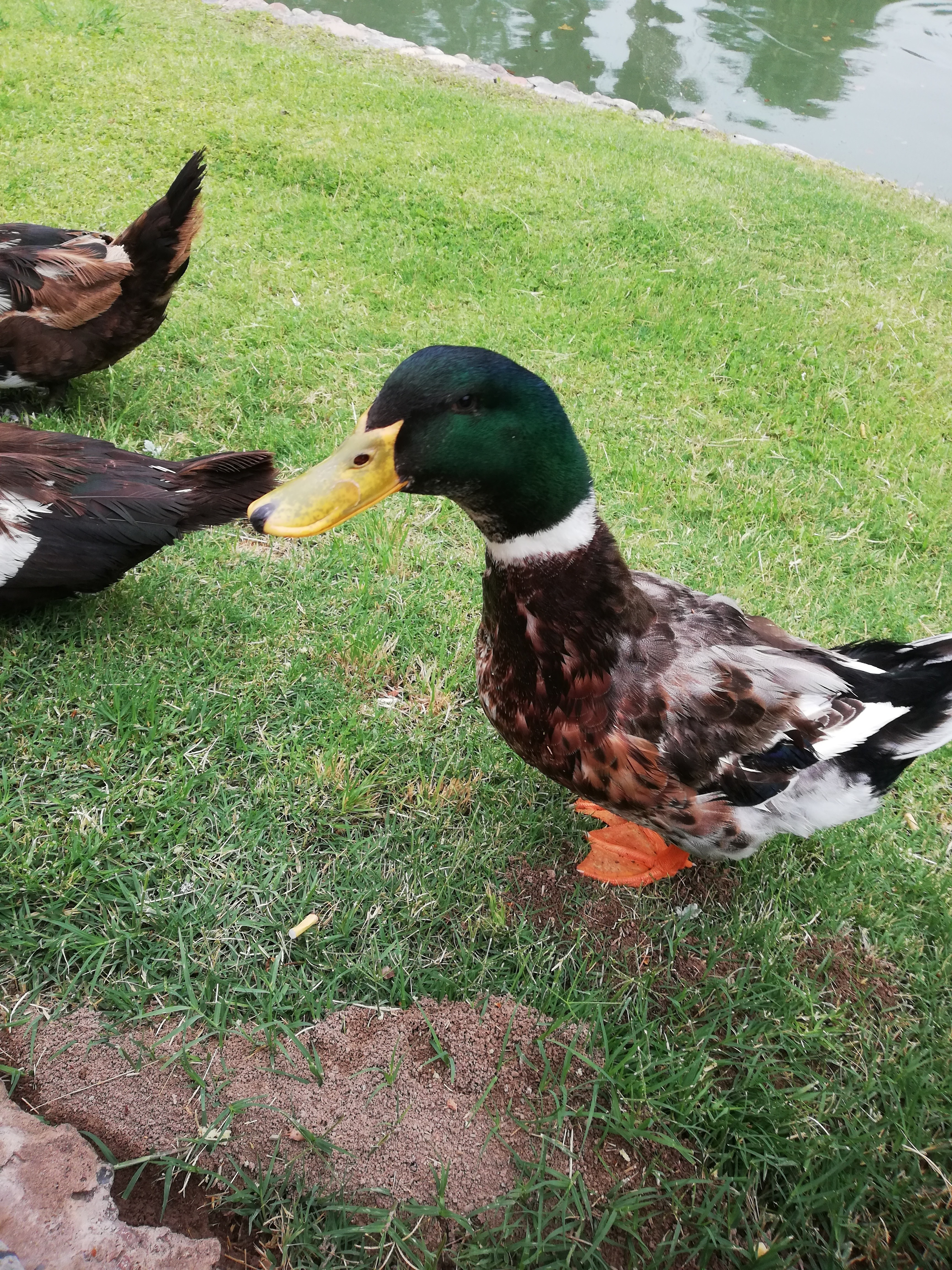 Marti Fox OnlyFans header