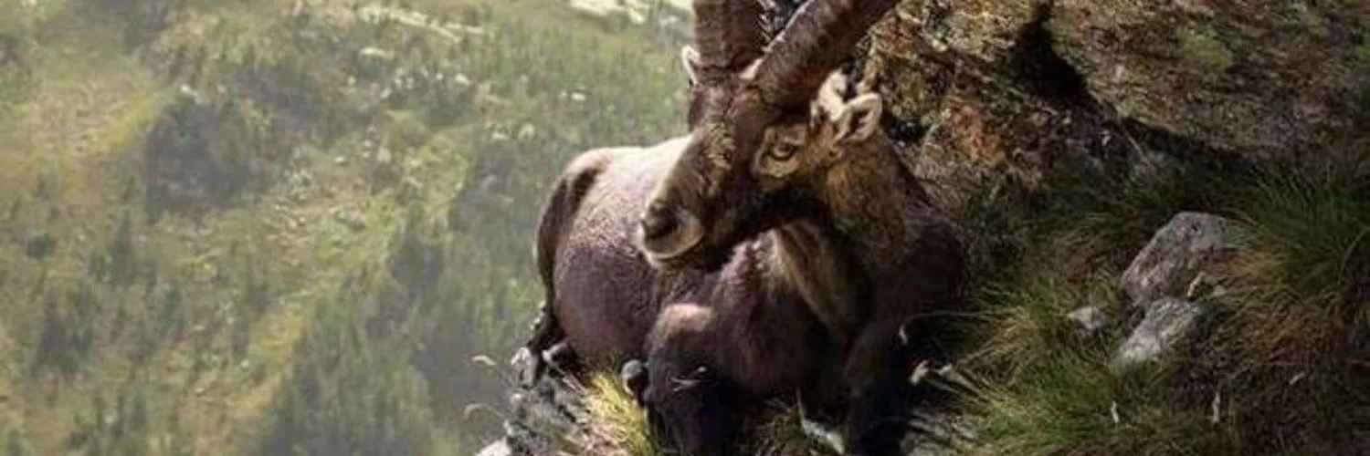 fox rogue🦊 🍆🔝 🍭💲 💥 hard sex cuero 👣 OnlyFans header