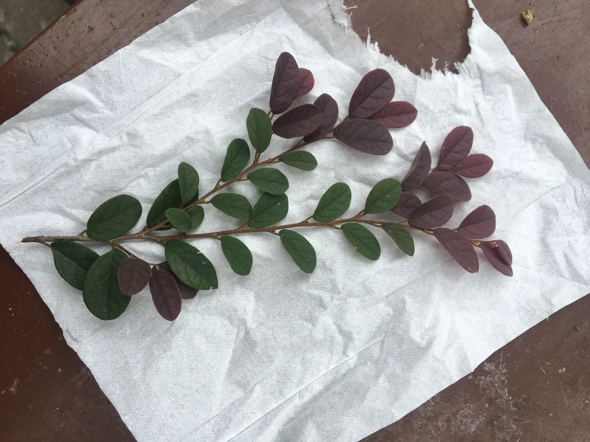 Fox Shier OnlyFans header