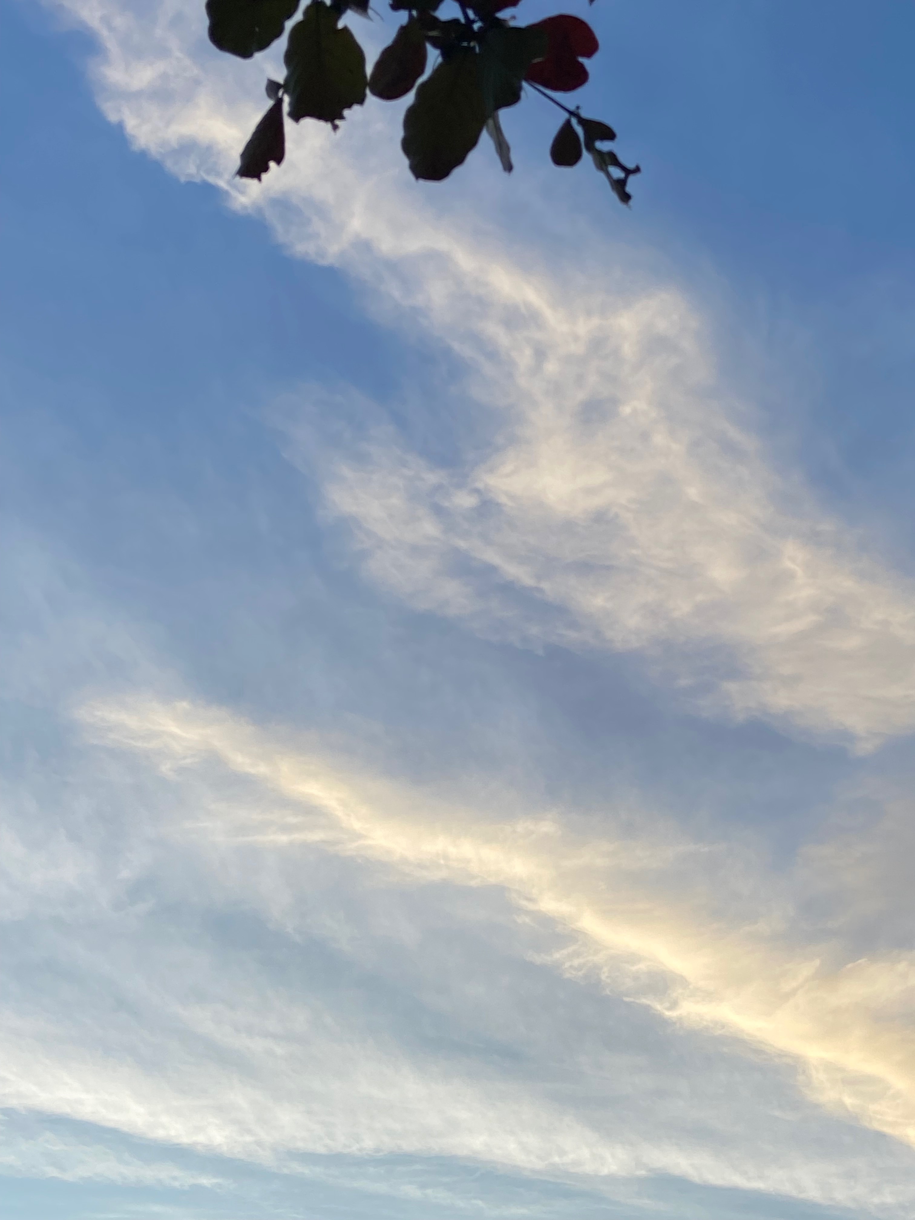 Foxwhit OnlyFans header