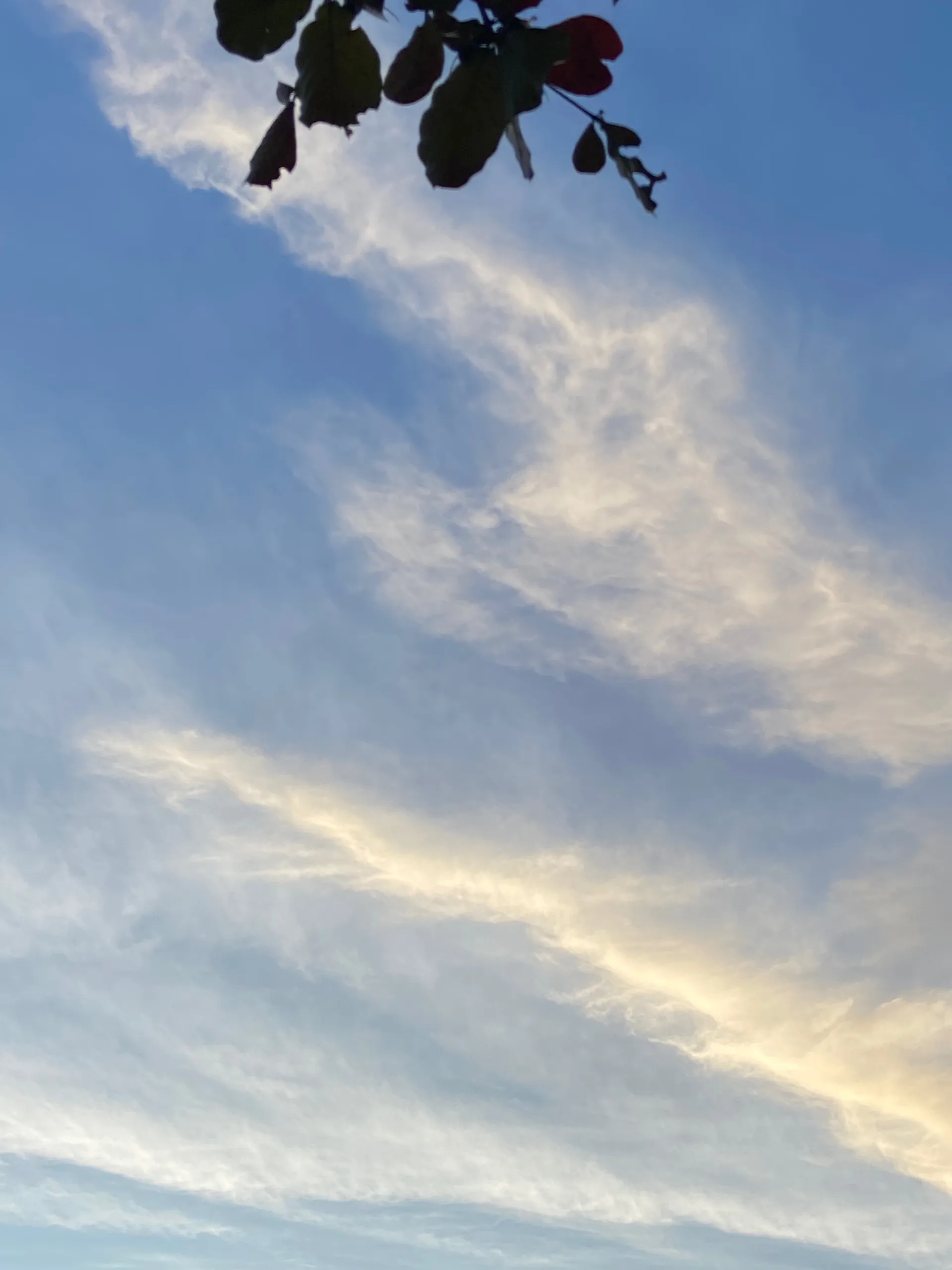 Foxwhit OnlyFans header