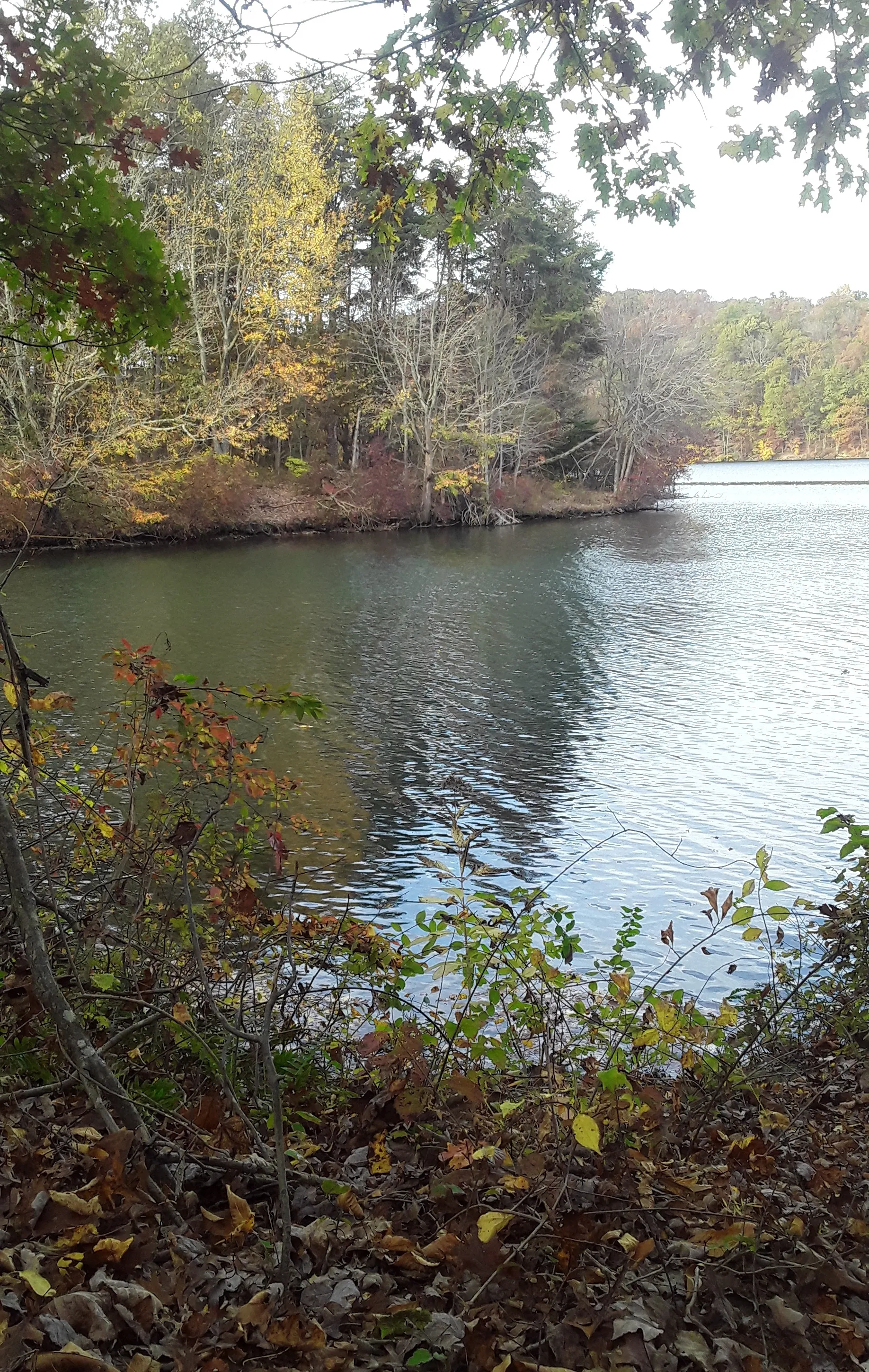 Steve Foxx OnlyFans header