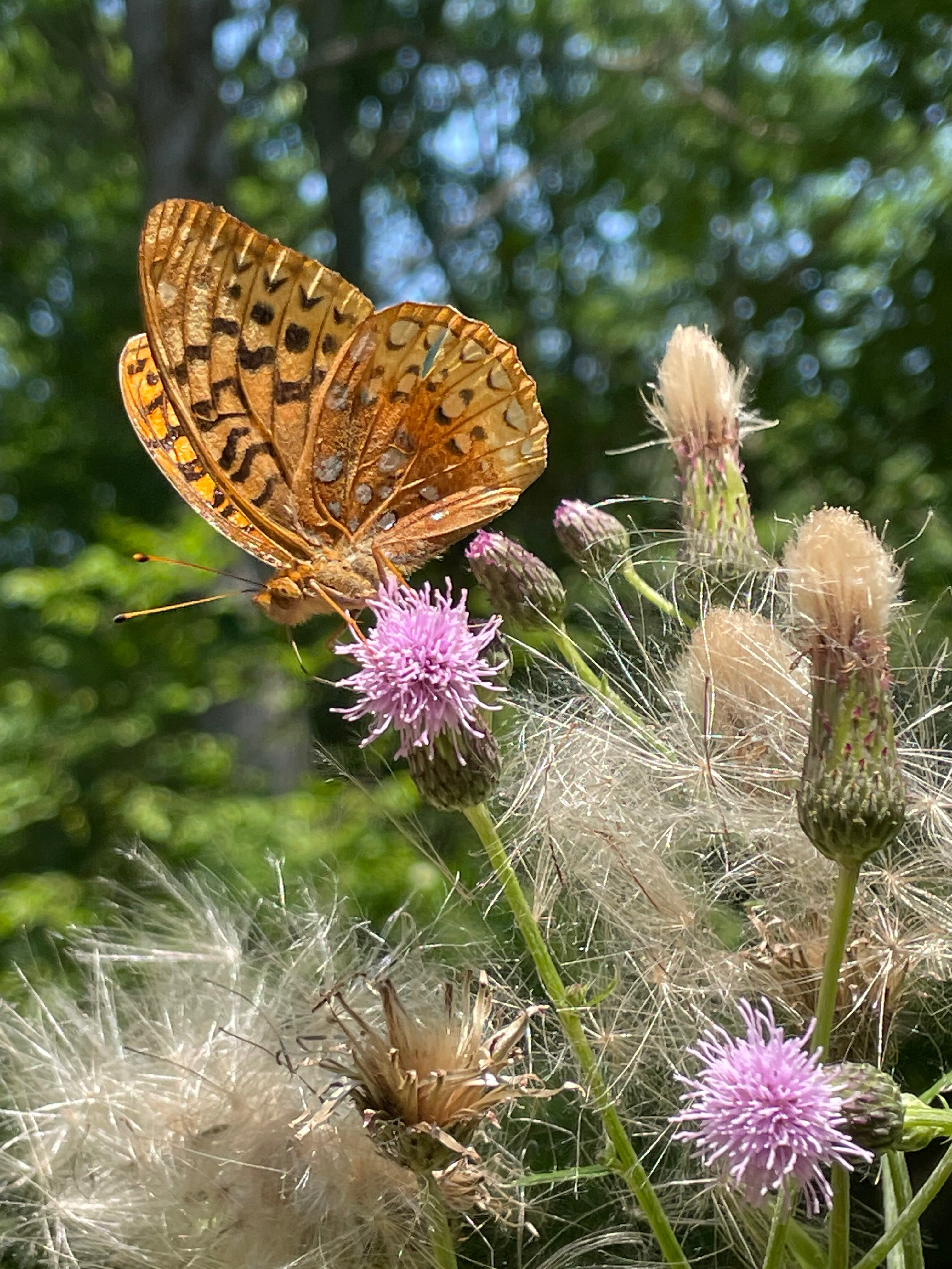 Foxxy OnlyFans header