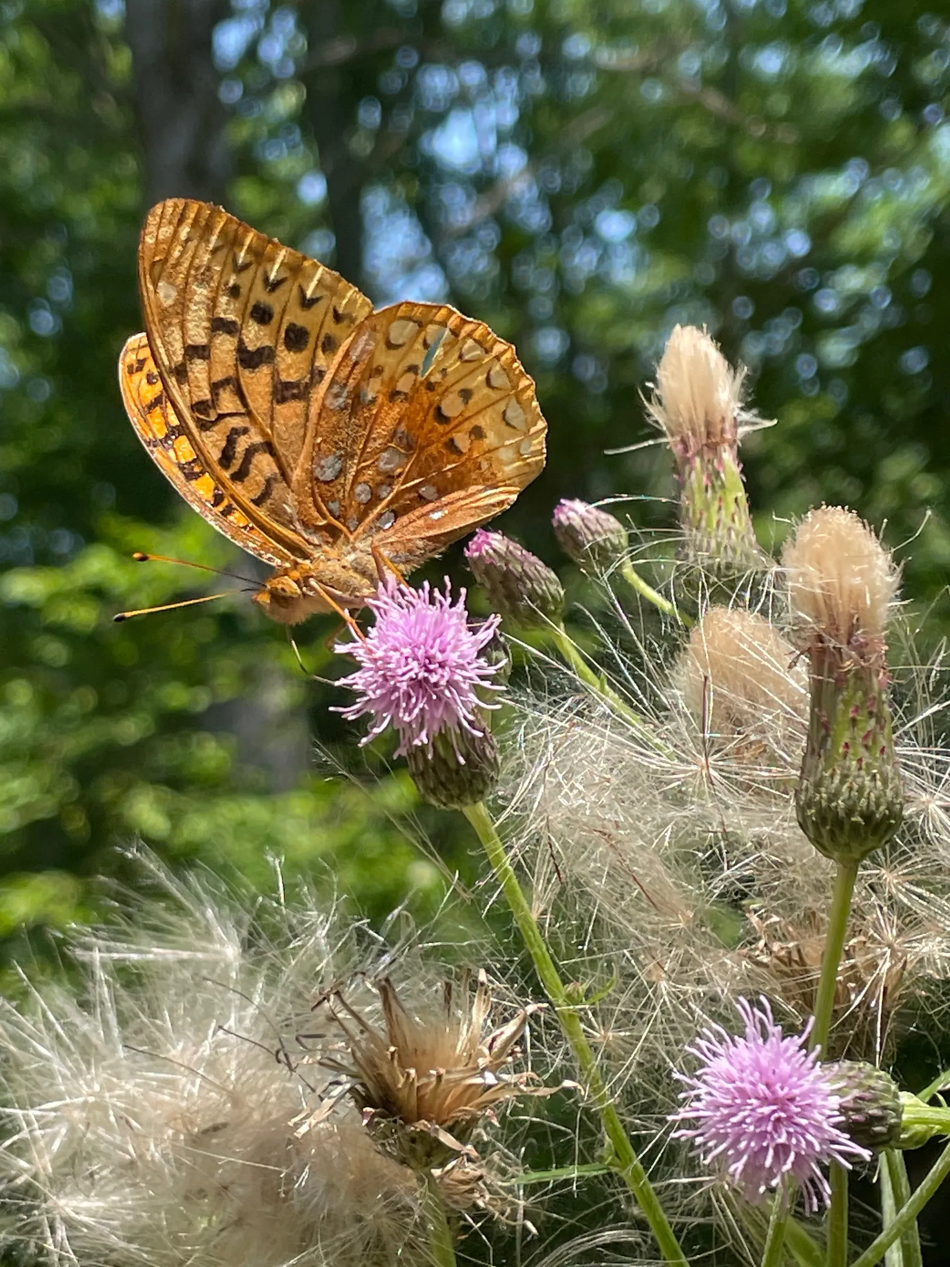 Foxxy OnlyFans header