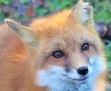 Foxxy Boi