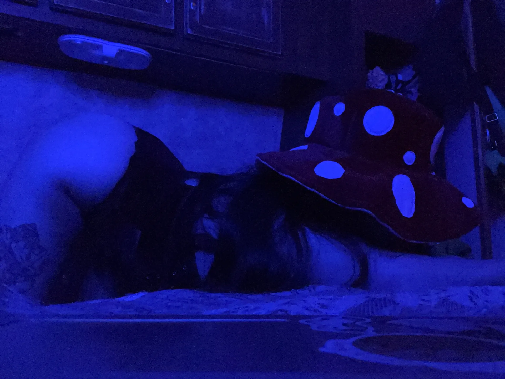 Foxy_bella53 OnlyFans header