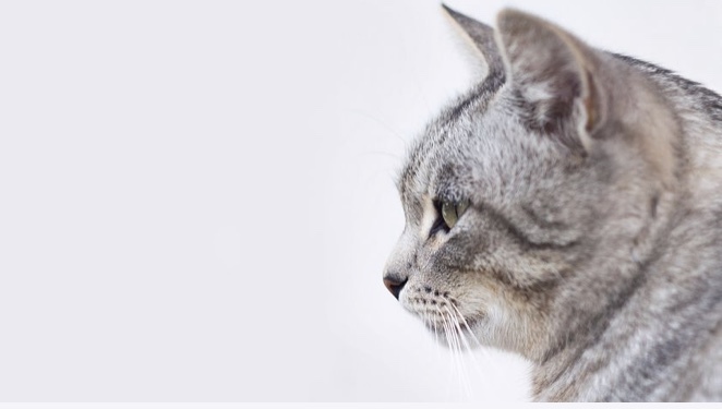 Foxy_love OnlyFans header