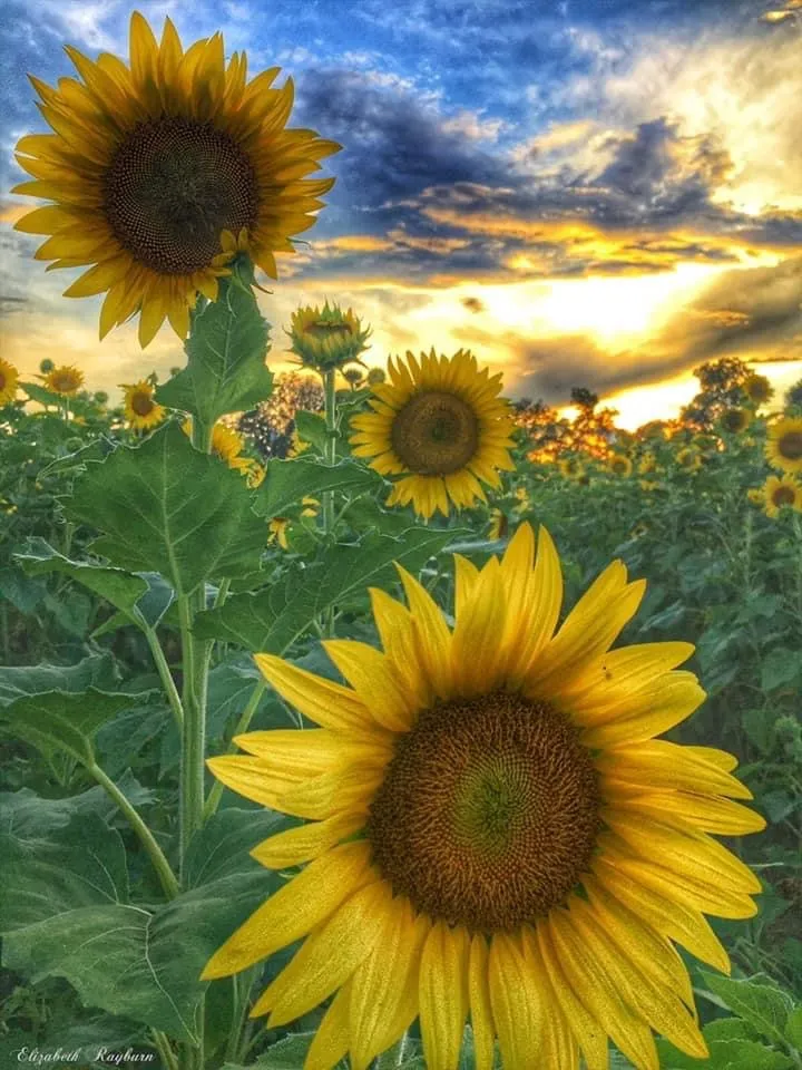 Foxy Blue OnlyFans header