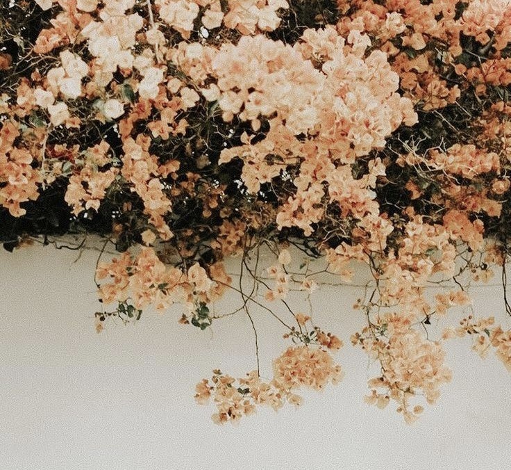 Regina OnlyFans header