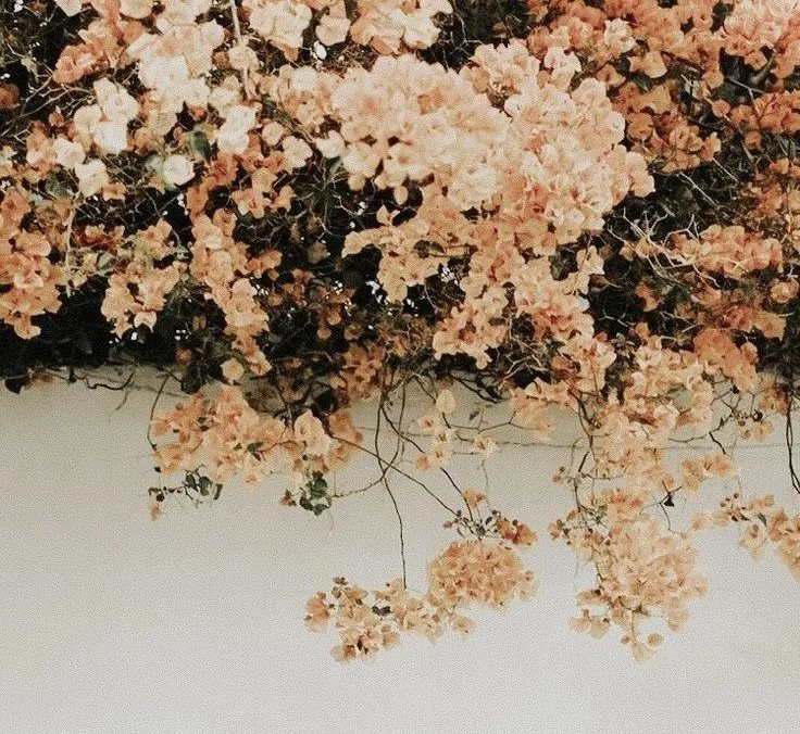 Regina OnlyFans header