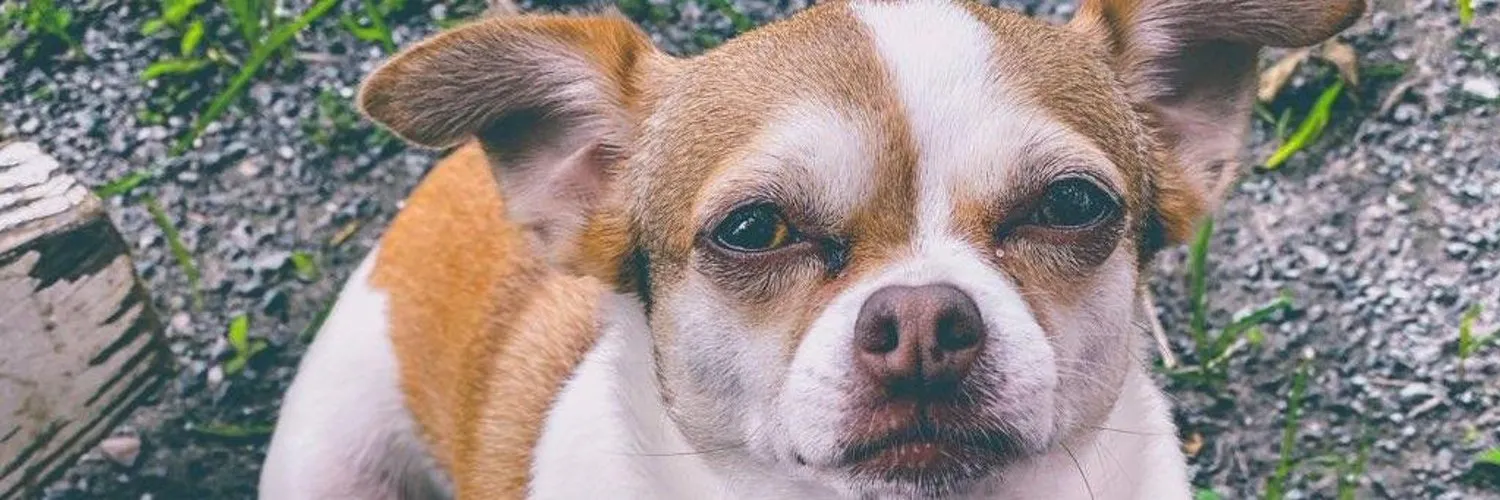 Foxy Goddess OnlyFans header