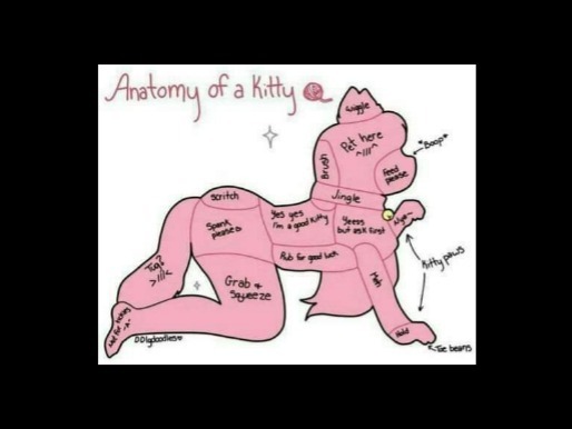 Kitten97x OnlyFans header