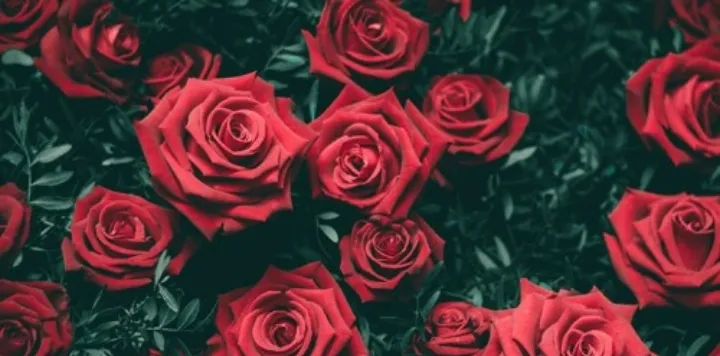 Lil miss foxy OnlyFans header