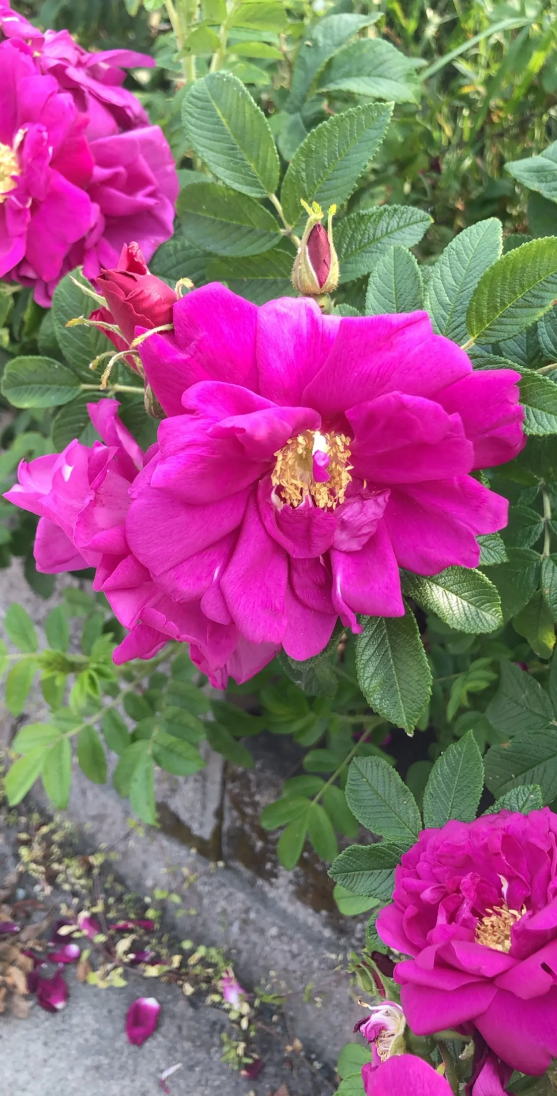 Fray OnlyFans header