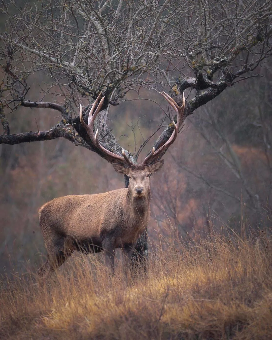 FoxY OnlyFans header