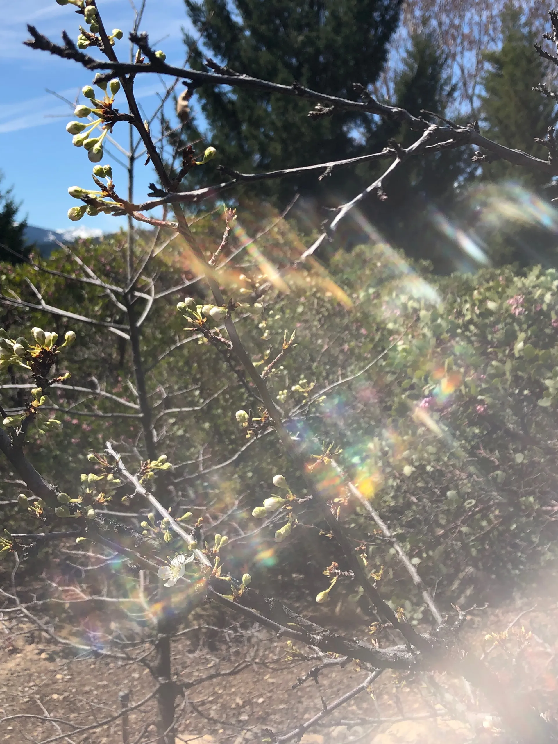 Fractal DahliA OnlyFans header