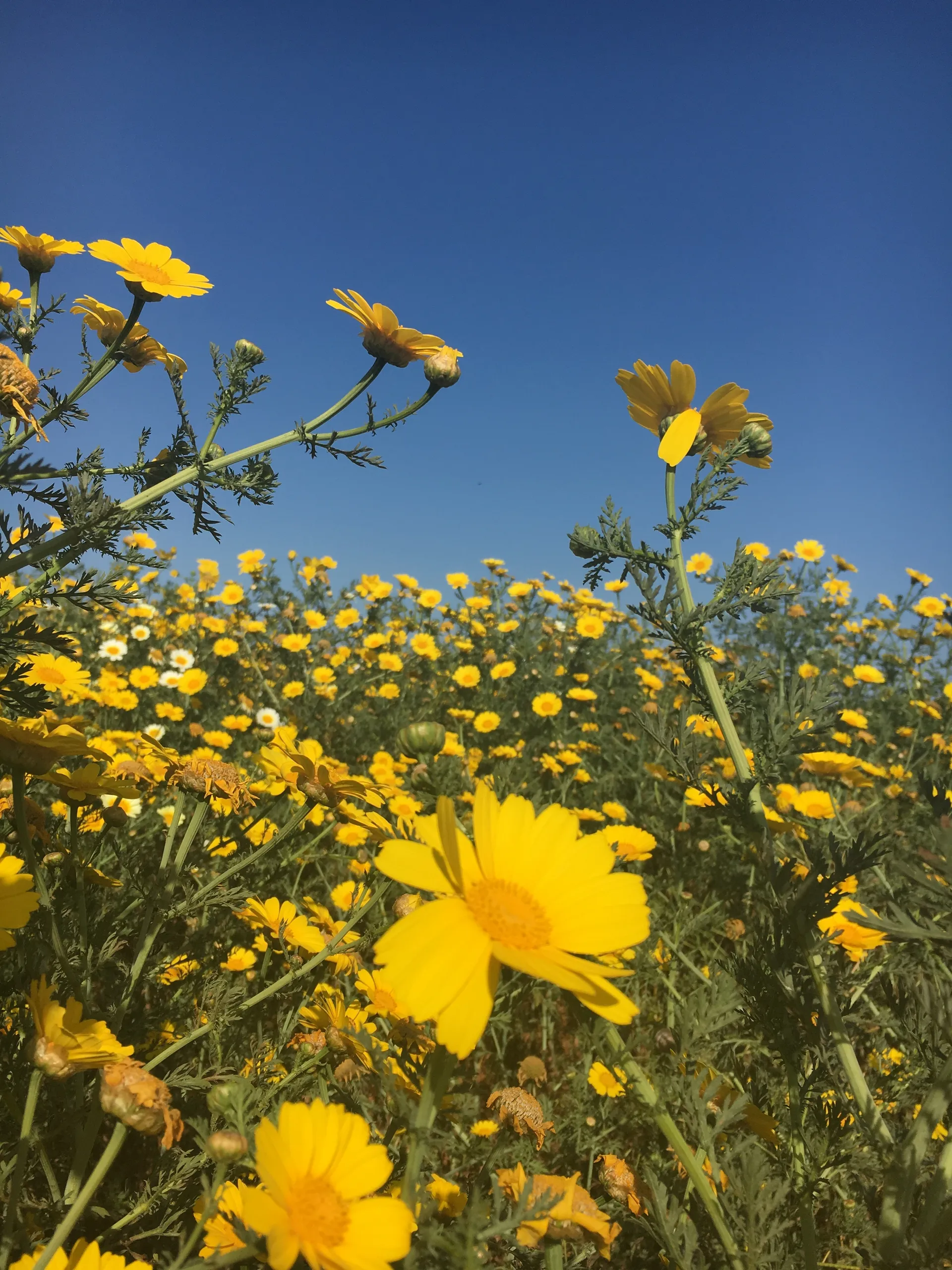 Shen 🧚‍♂️ OnlyFans header