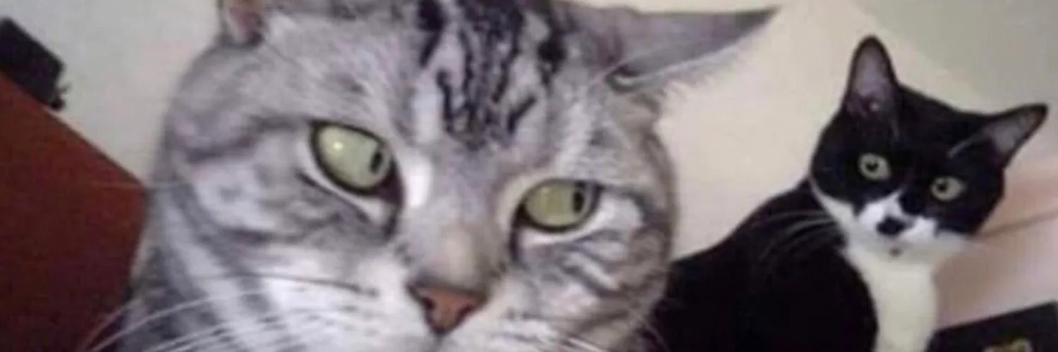 Maira Fraga OnlyFans header