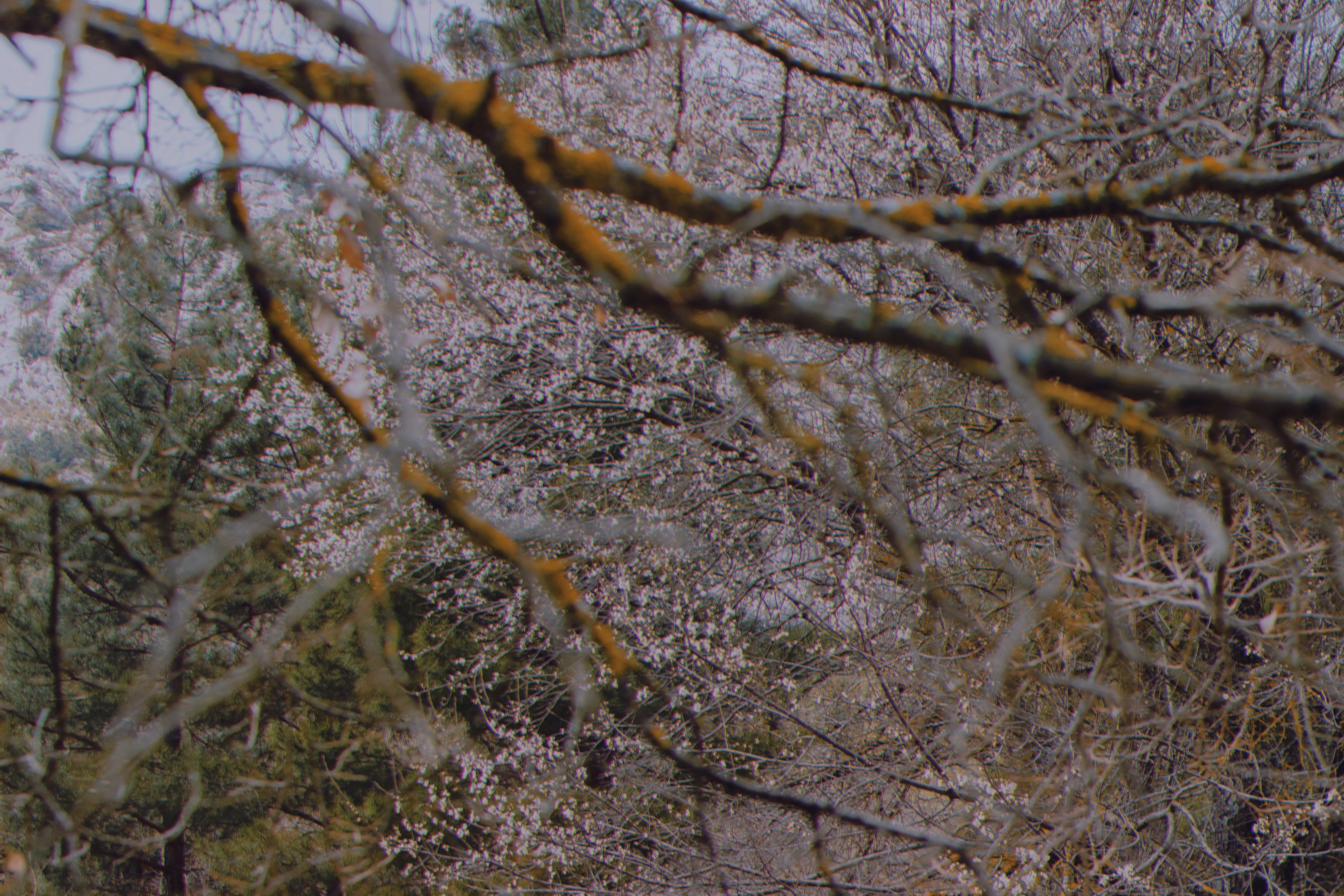 ri mor OnlyFans header