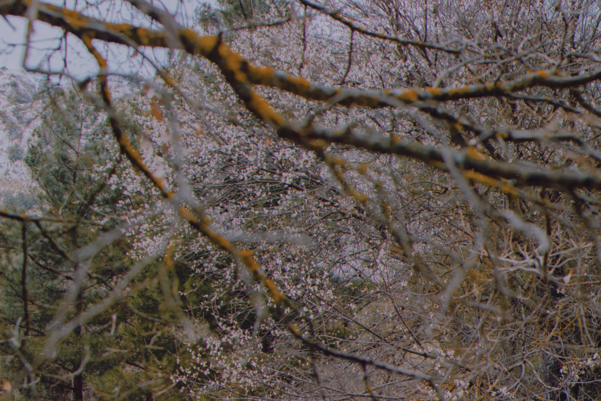 ri mor OnlyFans header