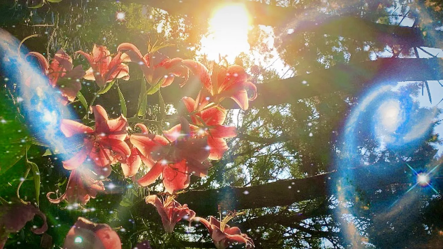 Fran OnlyFans header